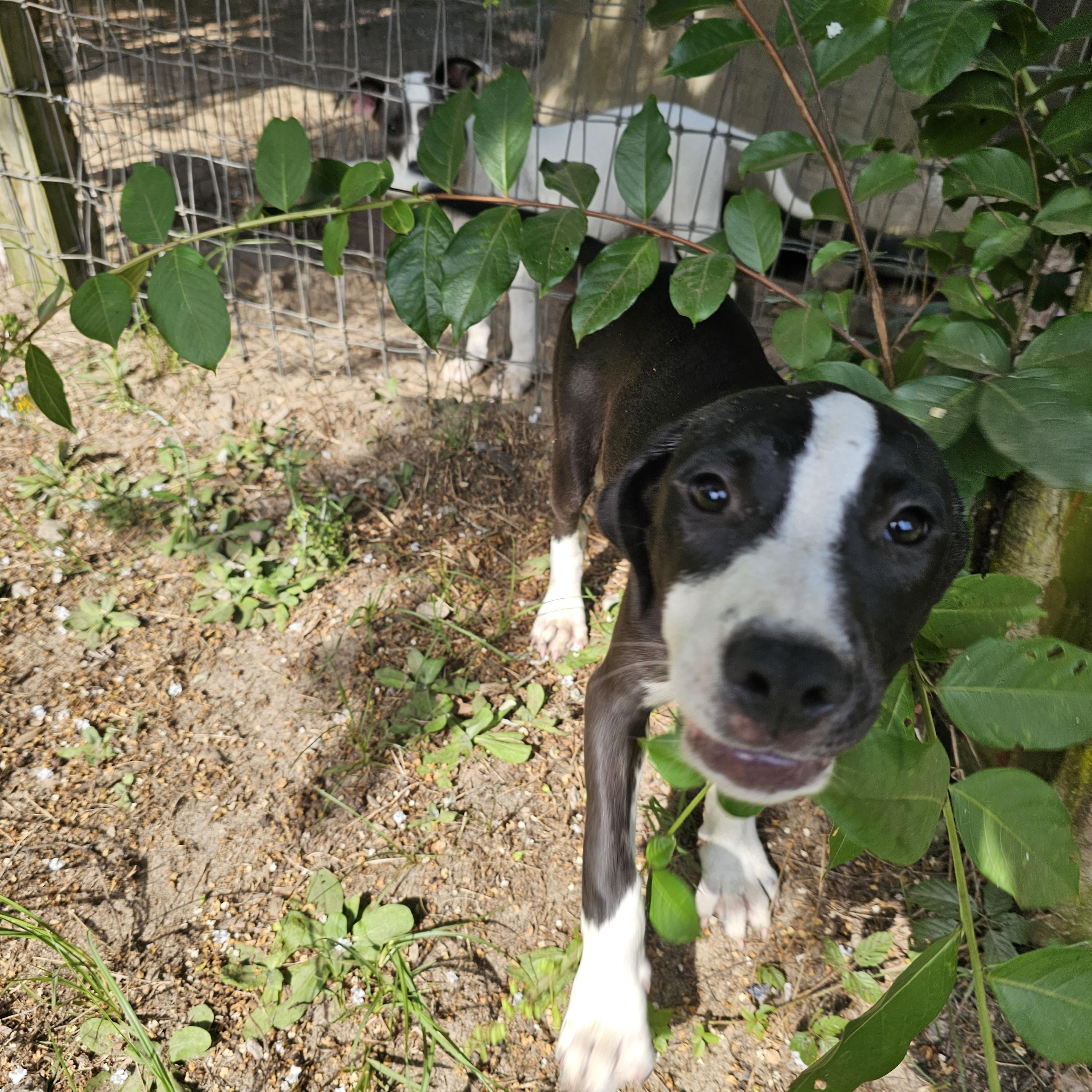 Cooper, a Adoptable mixed breed in Orangeburg, SC image 1/3