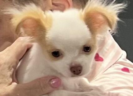 Bernadette, Adopted, Young Female Chihuahua.