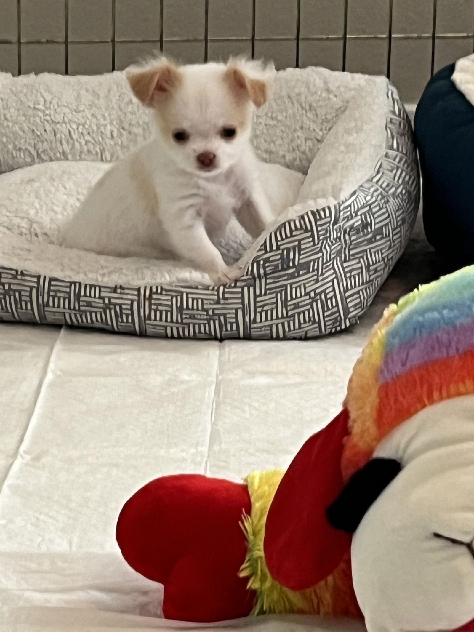 Enlarge Bernadette, a Adopted Chihuahua in Rosenberg, TX image 2/3