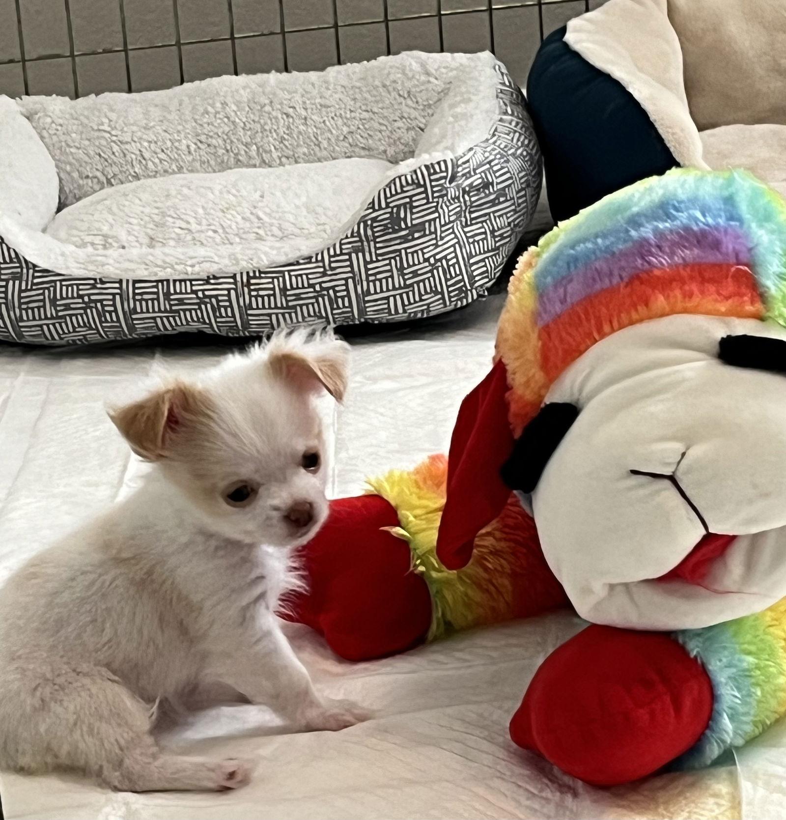 Enlarge Bernadette, a Adopted Chihuahua in Rosenberg, TX image 3/3