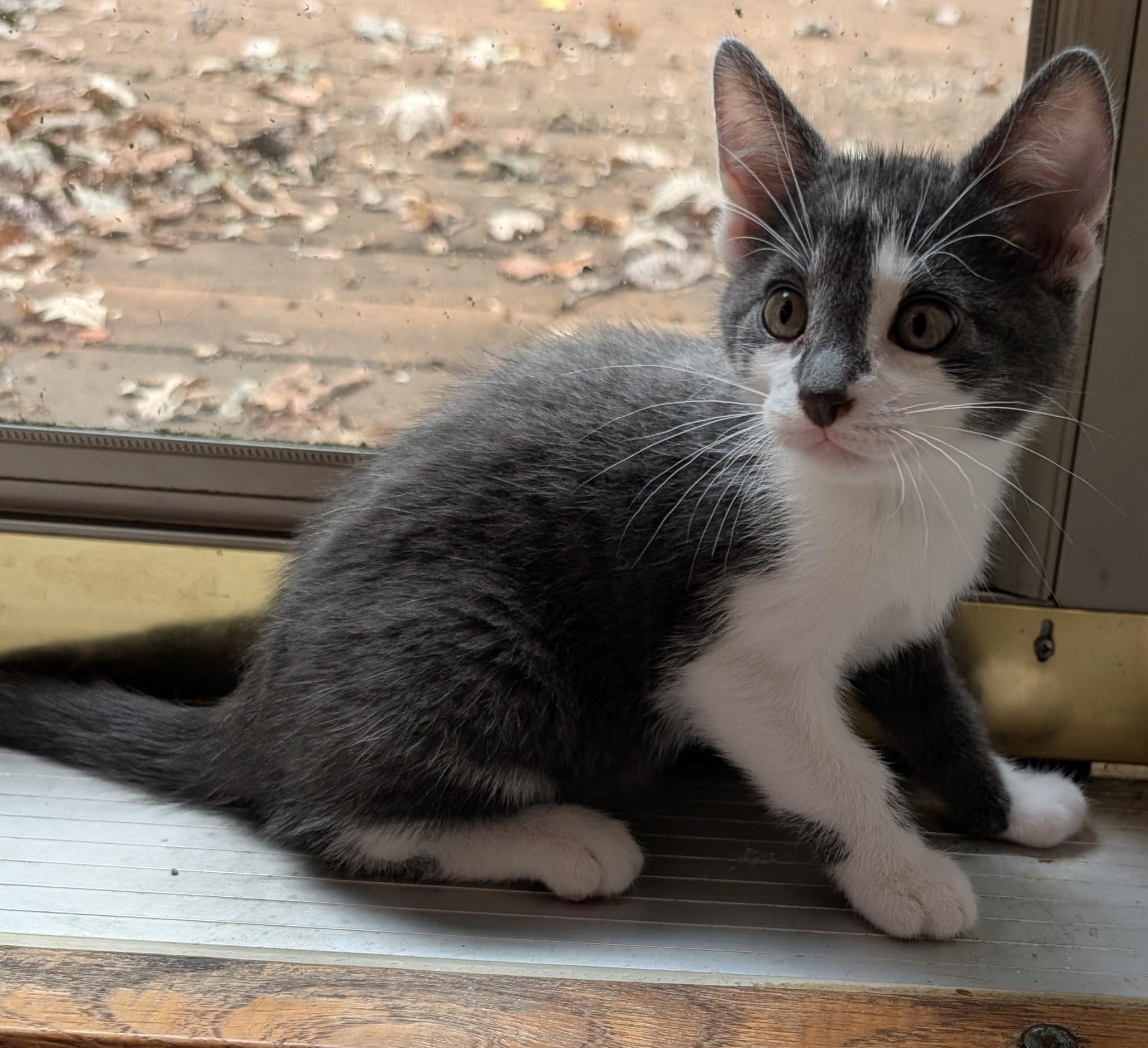 Enlarge Jedi, a Adoptable Domestic Short Hair in River Falls, WI image 4/4