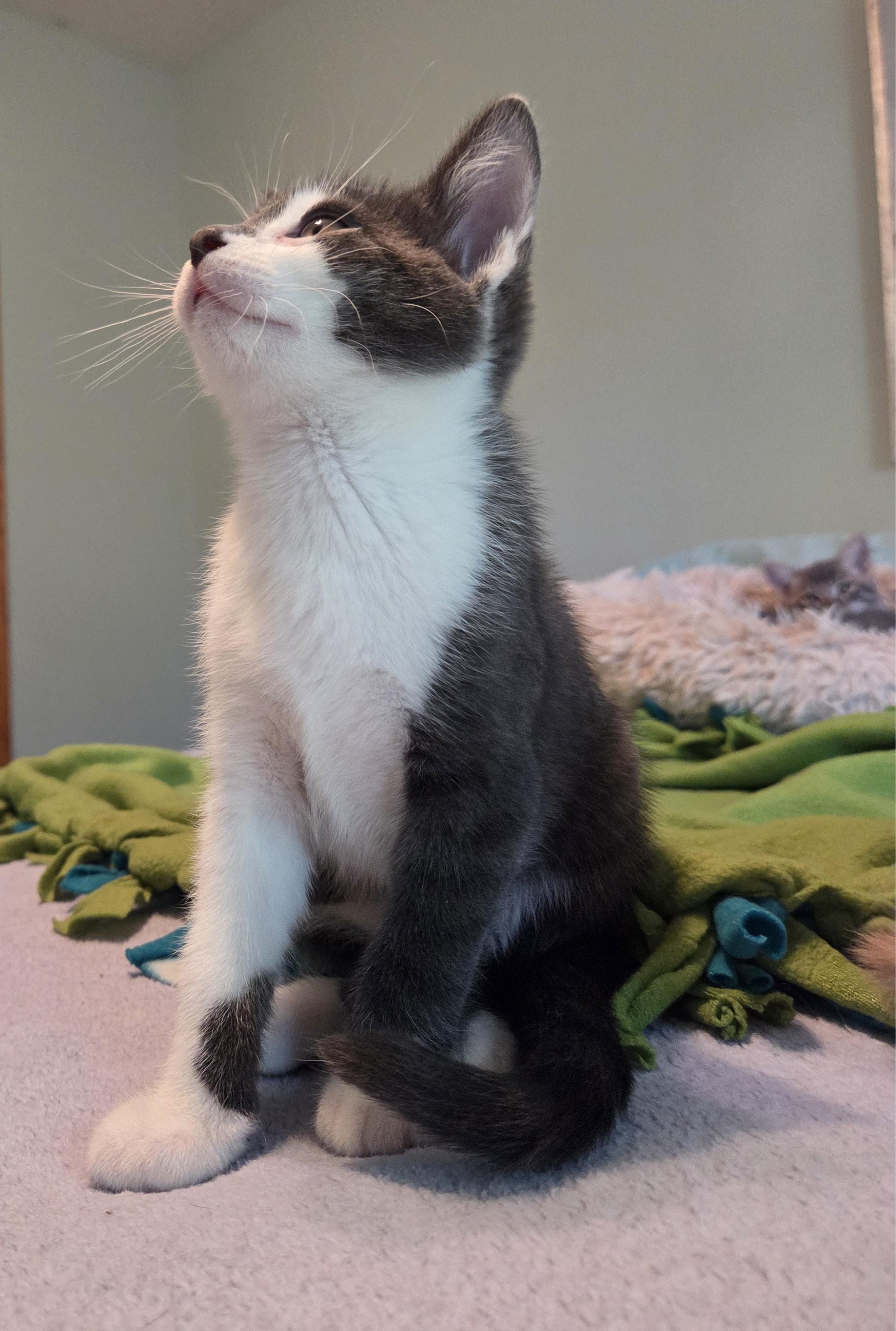 Enlarge Jedi, a Adoptable Domestic Short Hair in River Falls, WI image 3/4