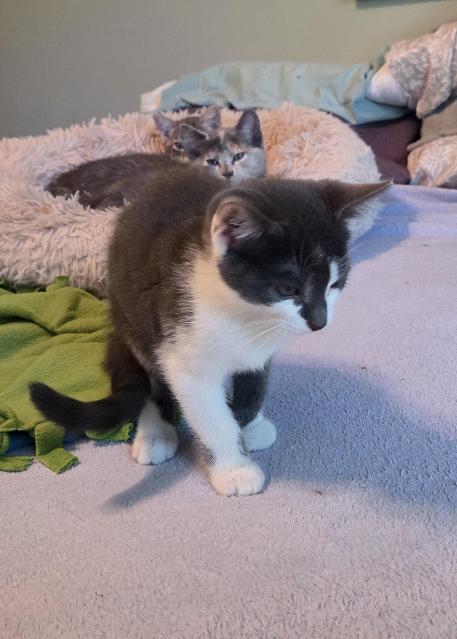 Enlarge Jedi, a Adoptable Domestic Short Hair in River Falls, WI image 2/4