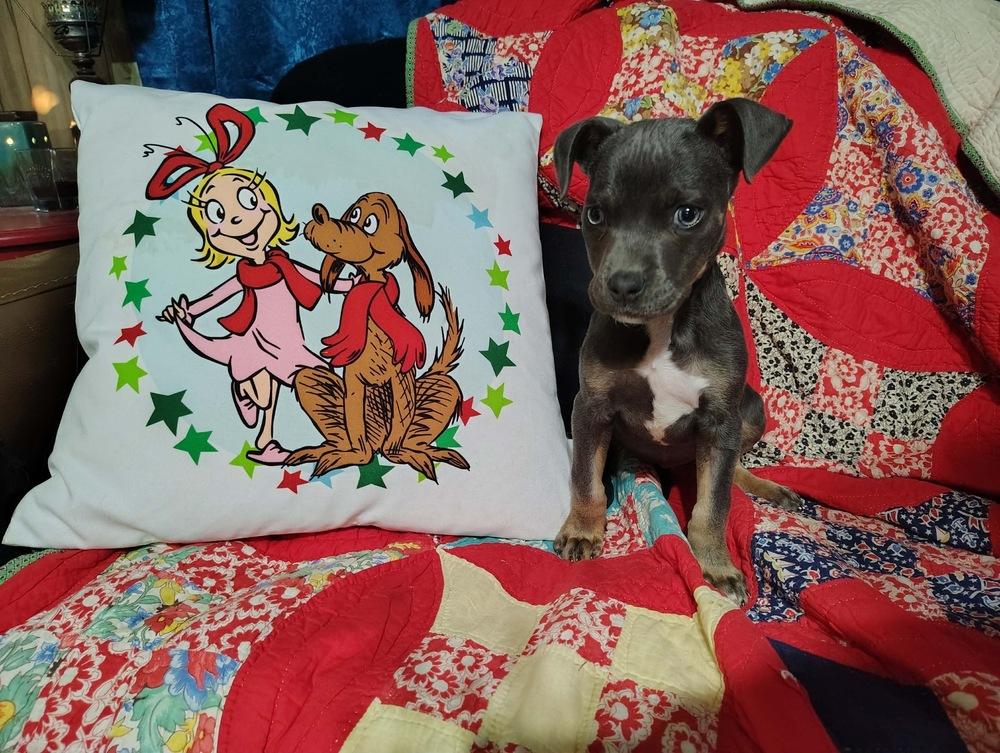 Indigo Bluey, Adoptable, Puppy Female Terrier.