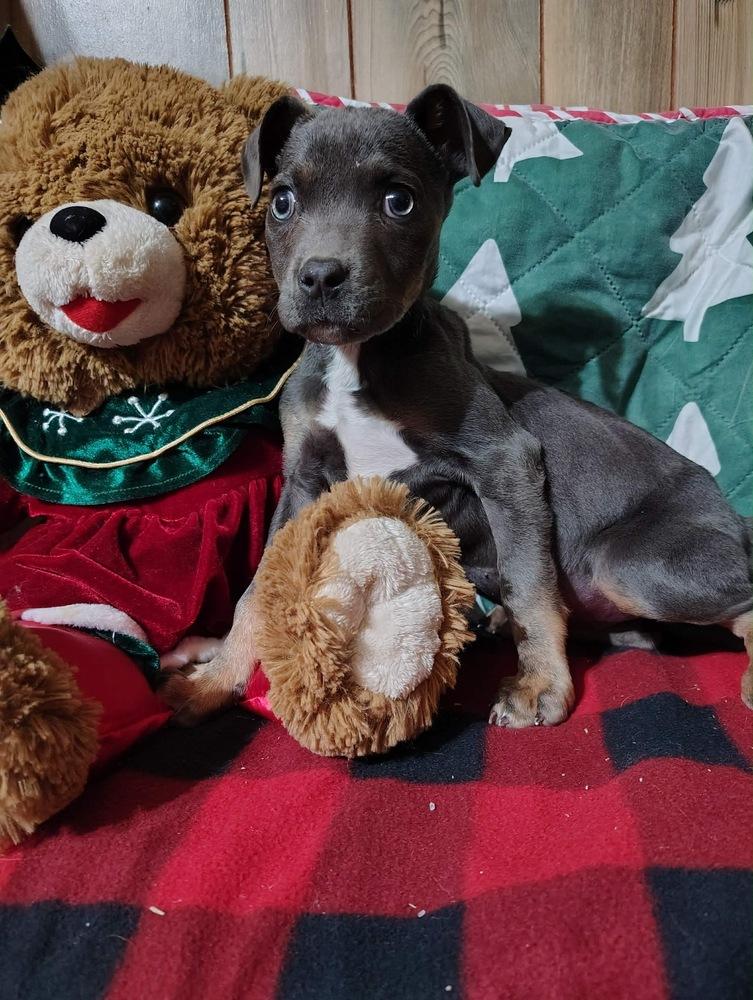 Indigo Bluey, a Adoptable mixed breed in Boston, MA image 2/6