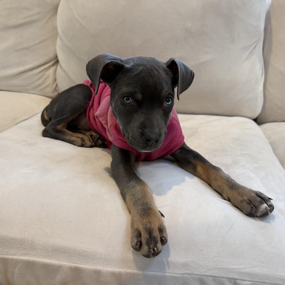 Indigo Bluey, a Adoptable mixed breed in Boston, MA image 3/6