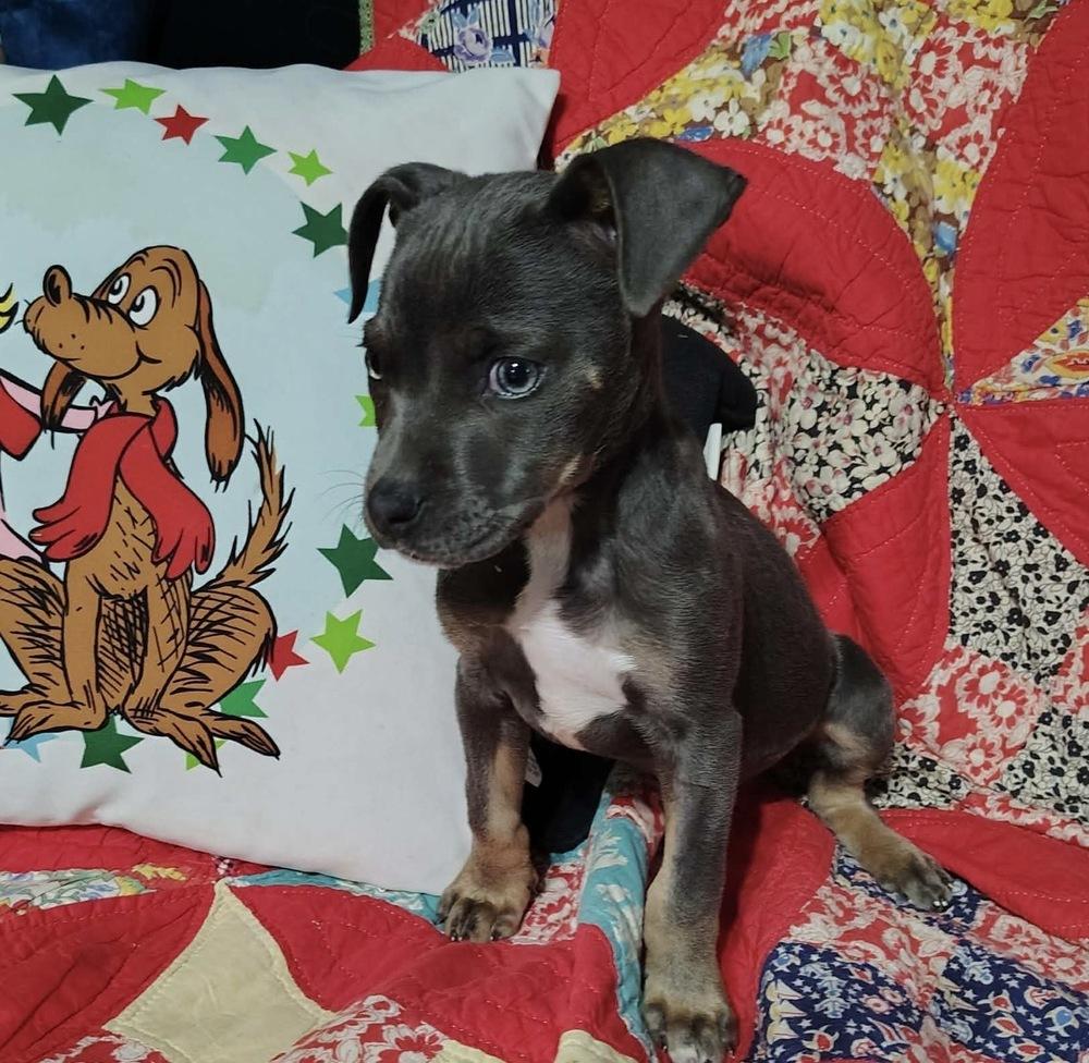 Indigo Bluey, a Adoptable mixed breed in Boston, MA image 4/6