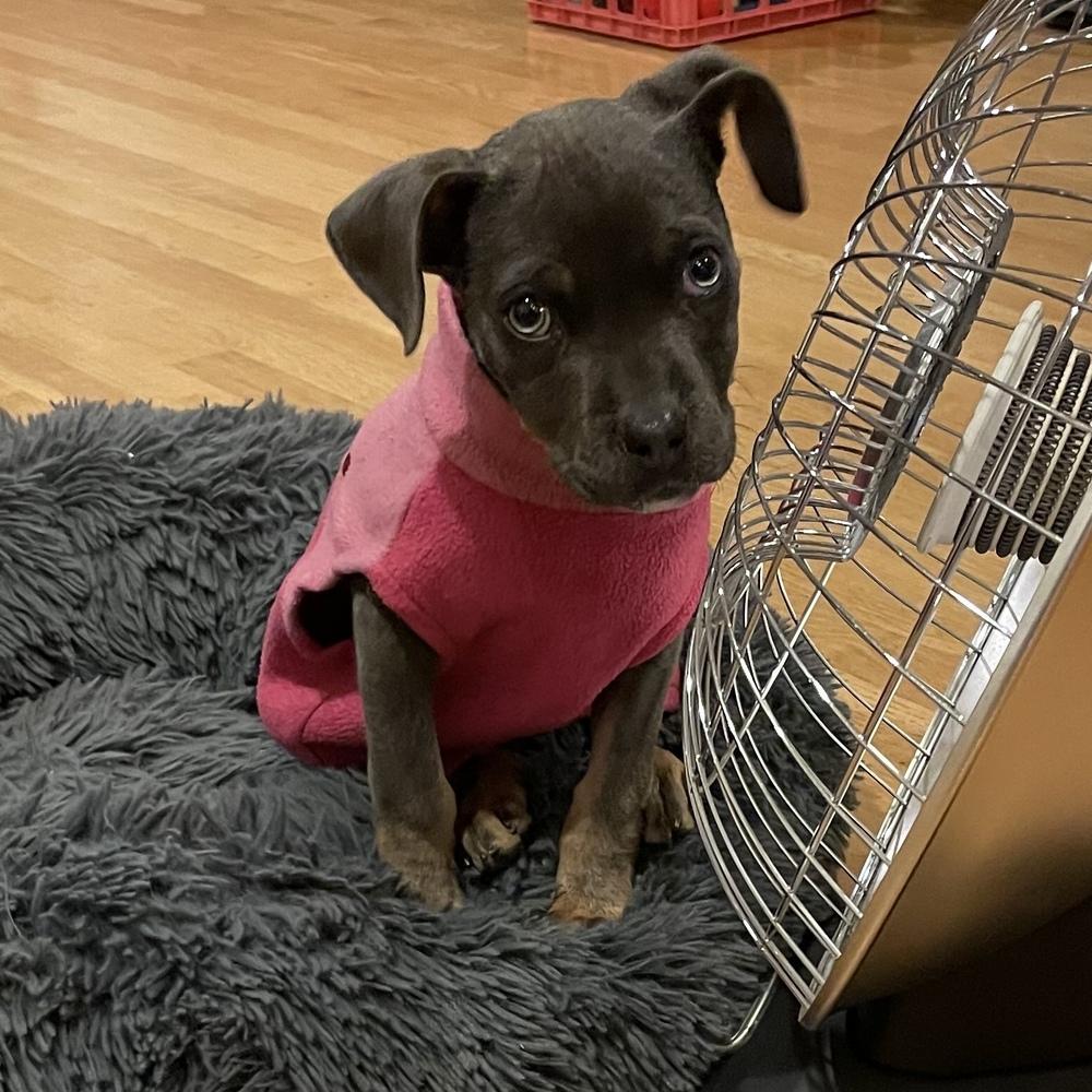 Indigo Bluey, a Adoptable mixed breed in Boston, MA image 5/6