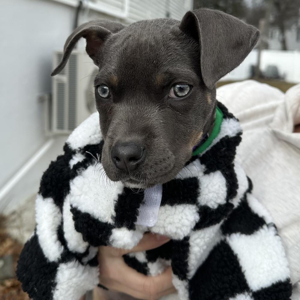 Indigo Bluey, a Adoptable mixed breed in Boston, MA image 6/6