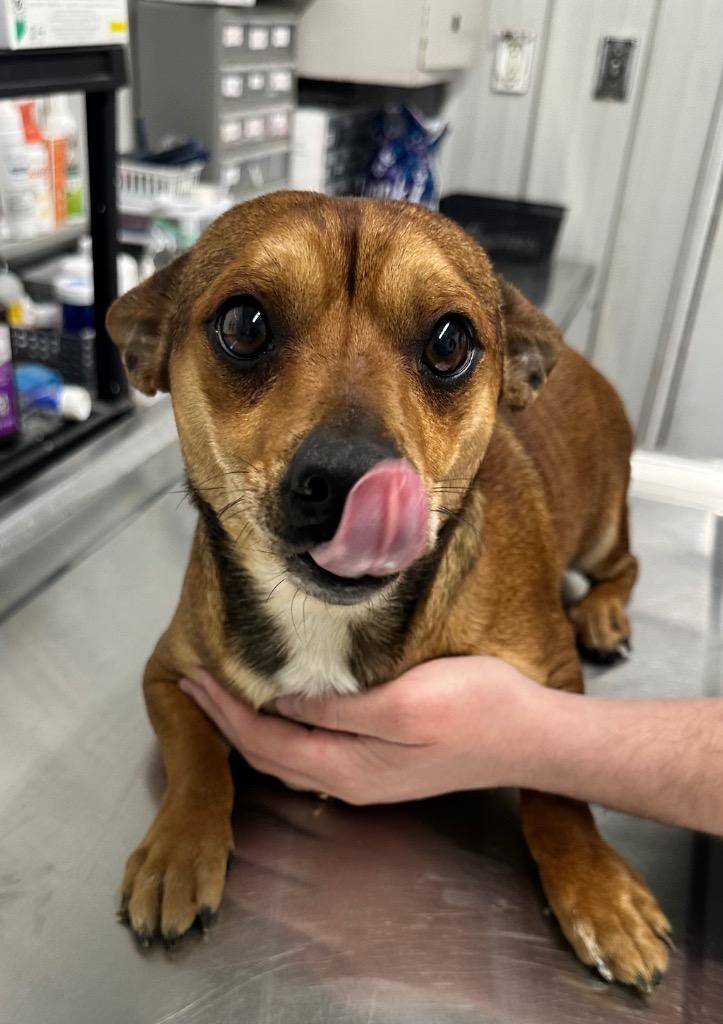 Brewski, Adoptable, Adult Male Chihuahua.