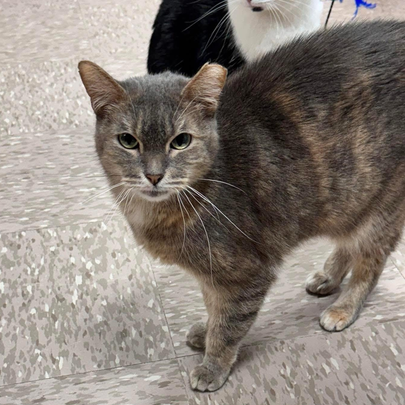 Princess, a Adoptable Domestic Short Hair in Grand Rapids, MI image 3/6