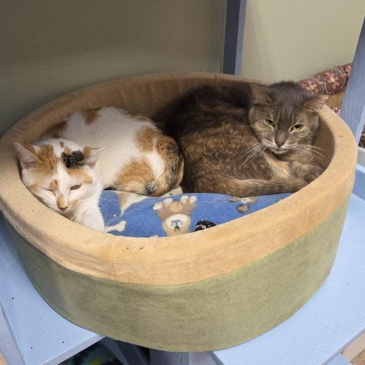 Princess — thumbnail 2