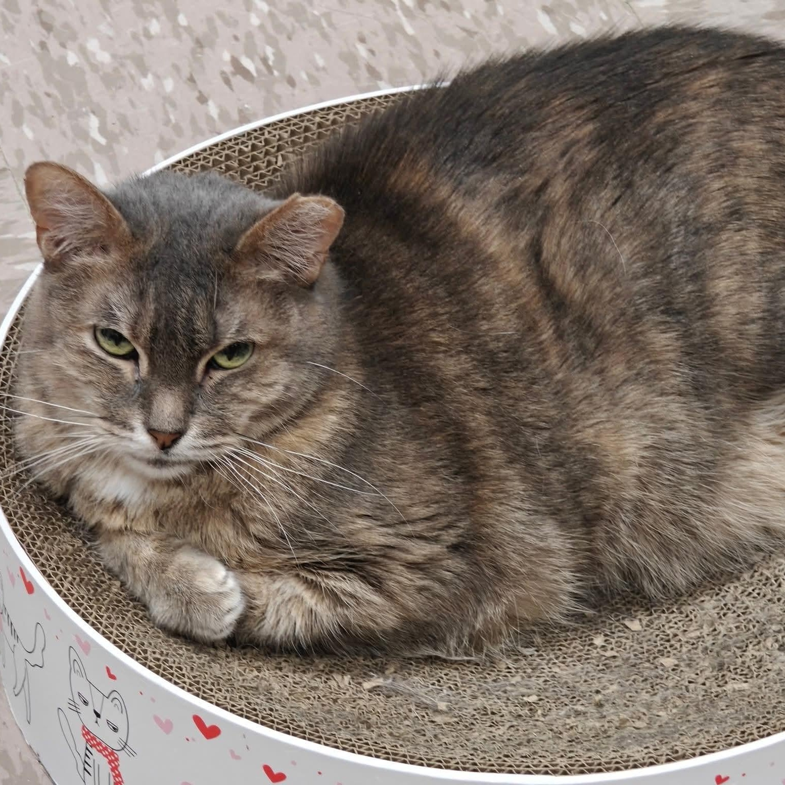 Princess, a Adoptable Domestic Short Hair in Grand Rapids, MI image 1/6