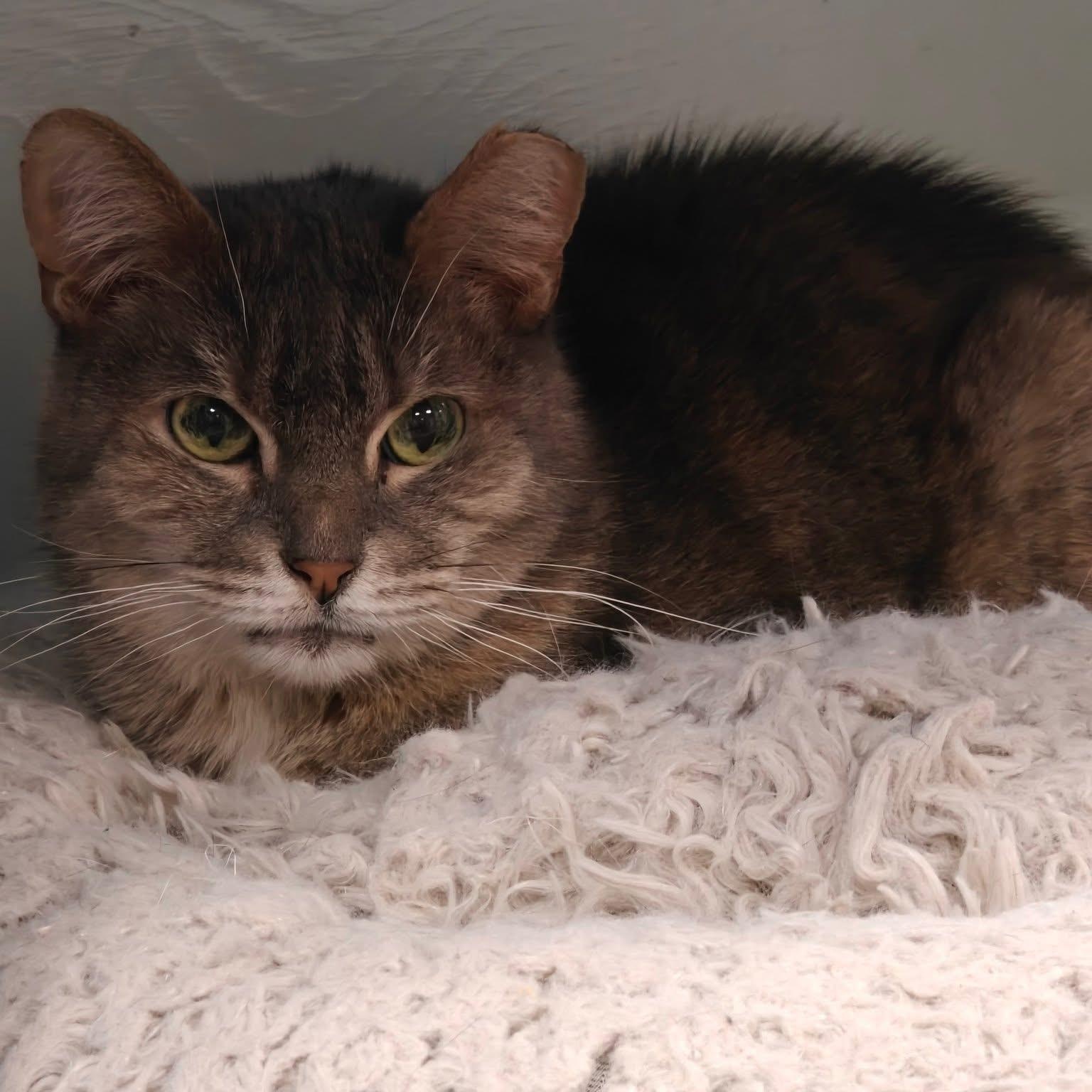 Princess, a Adoptable Domestic Short Hair in Grand Rapids, MI image 2/6