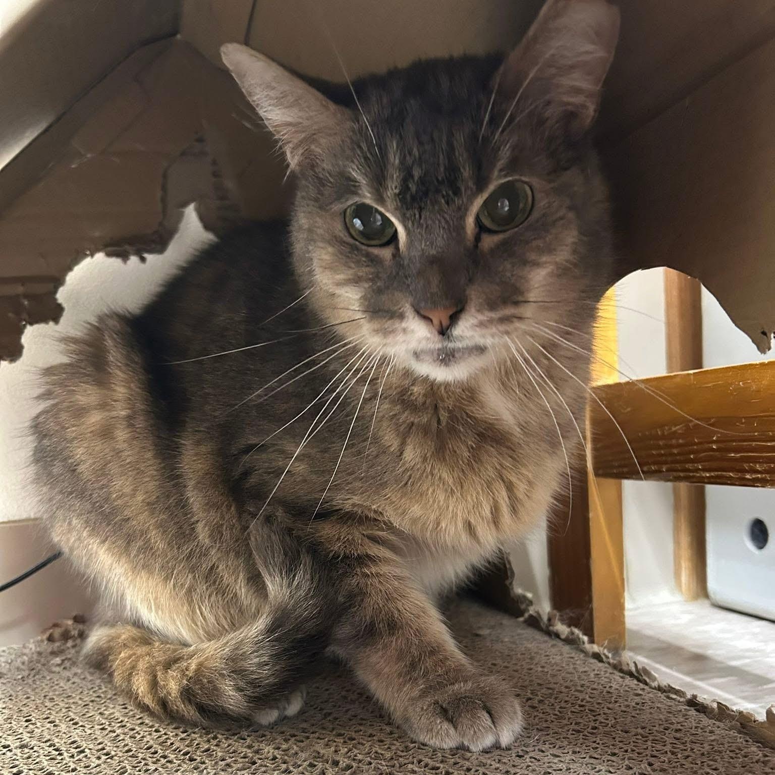 Princess, a Adoptable Domestic Short Hair in Grand Rapids, MI image 5/6