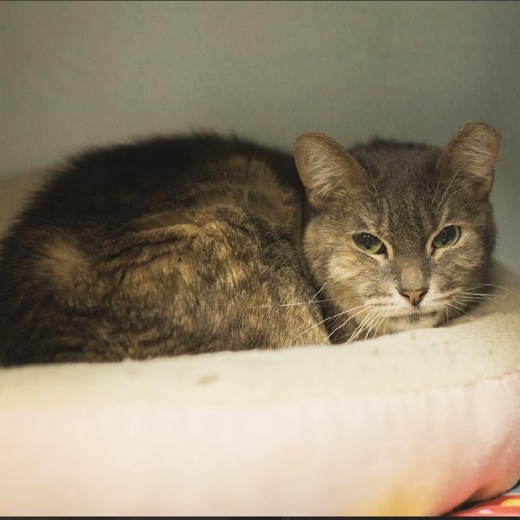 Princess, a Adoptable Domestic Short Hair in Grand Rapids, MI image 4/6