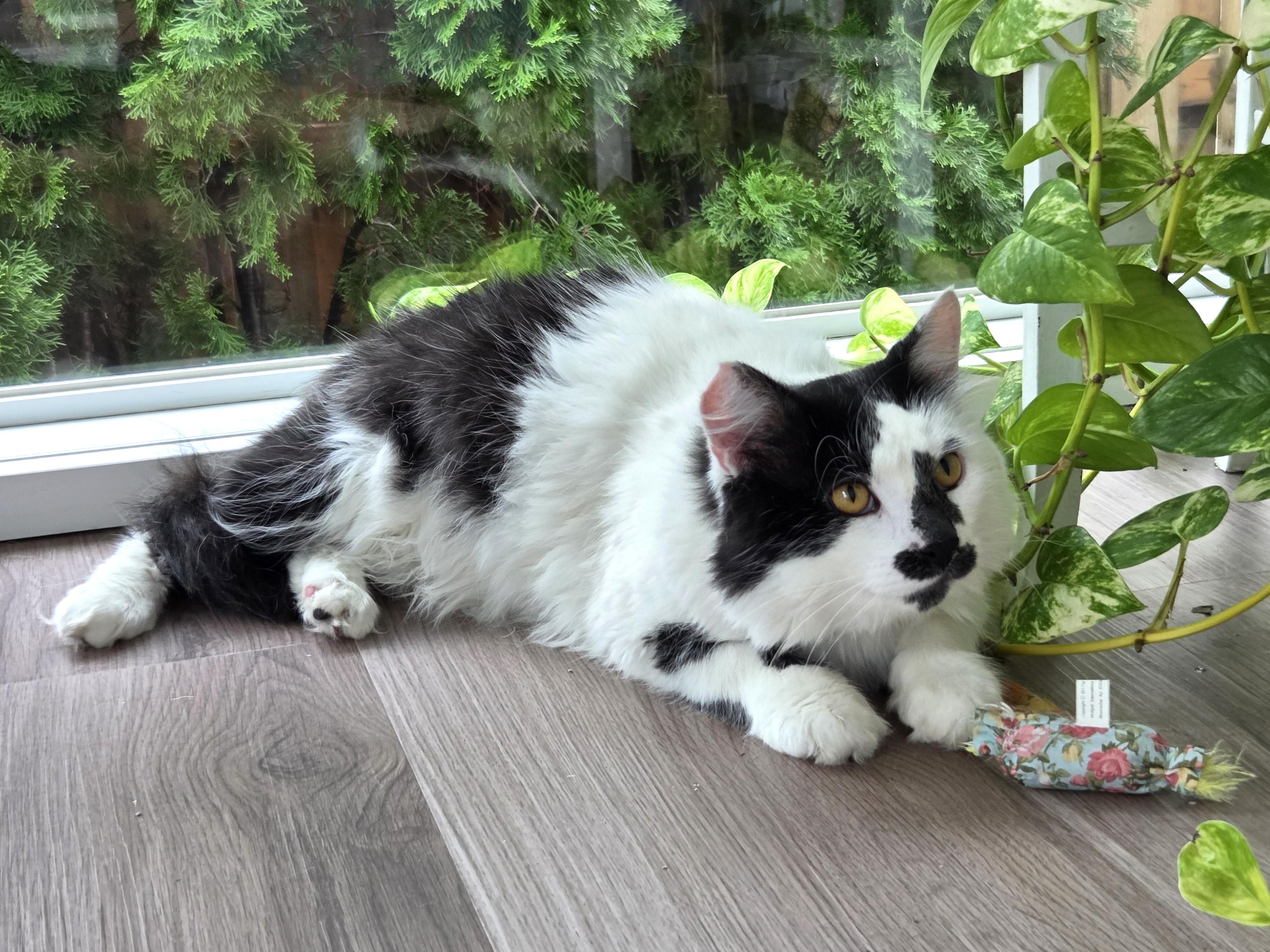 Scruffy, a ADOPTABLE Domestic Medium Hair in Columbus , OH image 3/6