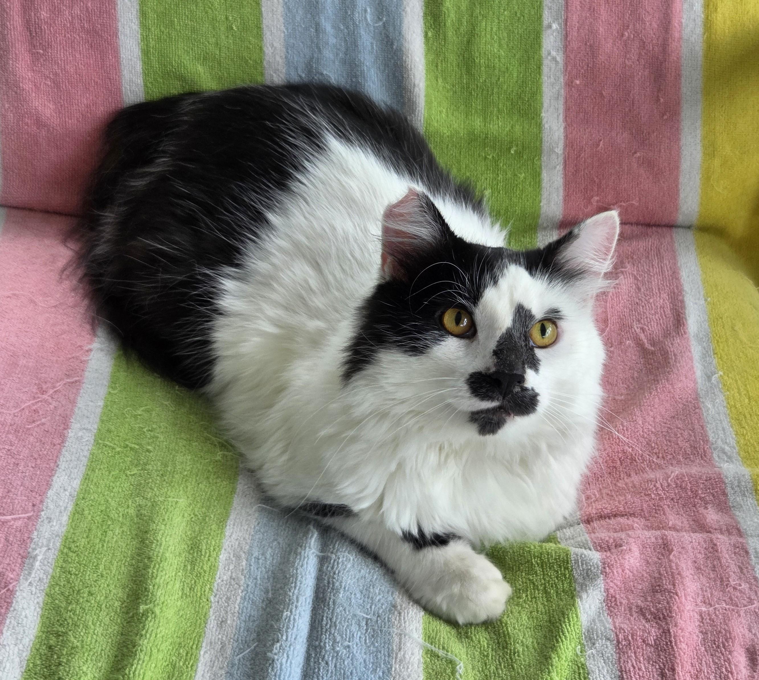 Scruffy, a ADOPTABLE Domestic Medium Hair in Columbus , OH image 6/6