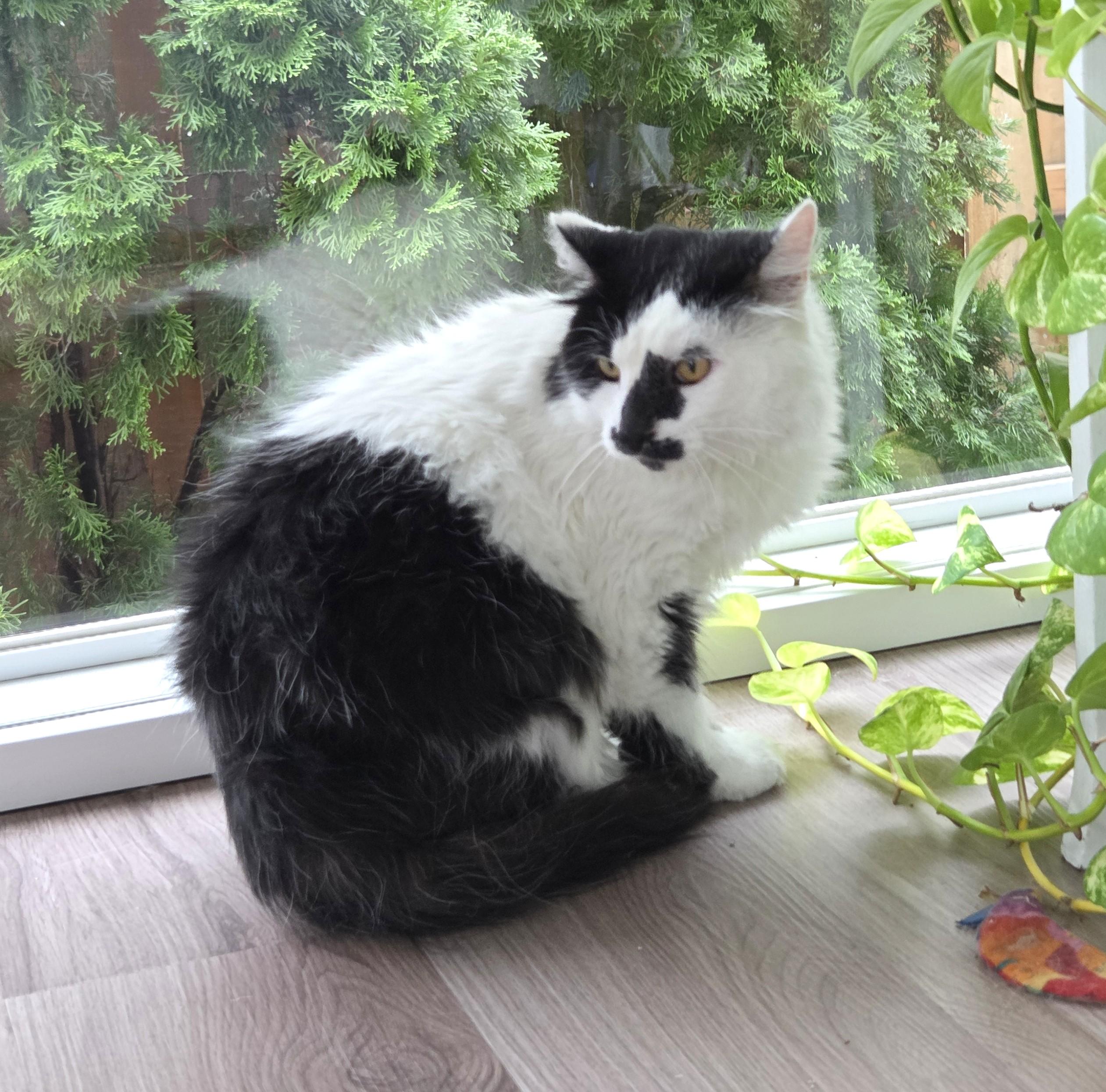 Scruffy, a ADOPTABLE Domestic Medium Hair in Columbus , OH image 5/6