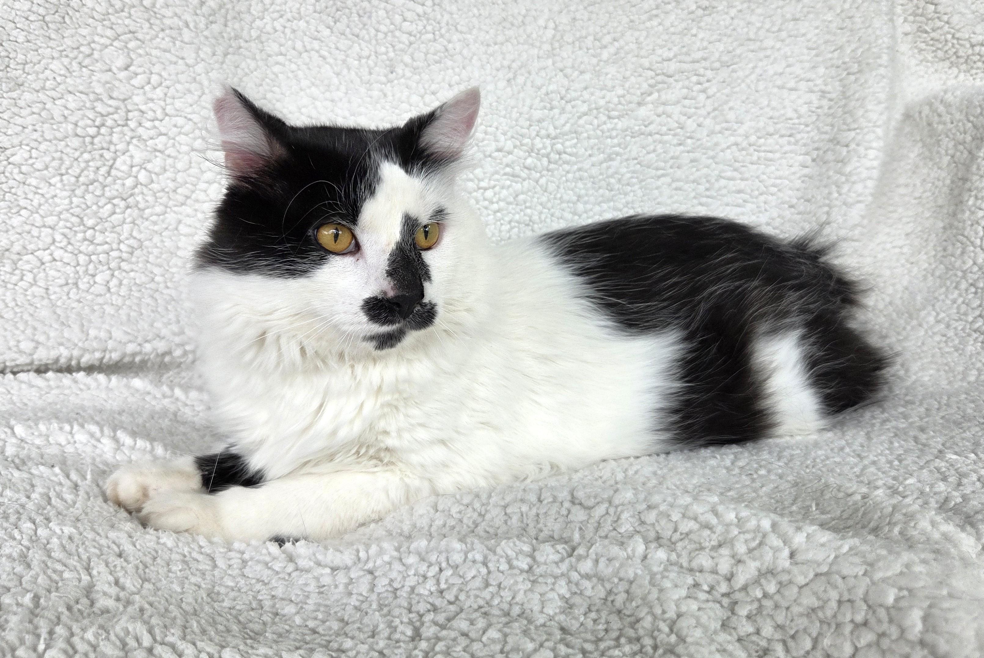 Scruffy, a ADOPTABLE Domestic Medium Hair in Columbus , OH image 4/6