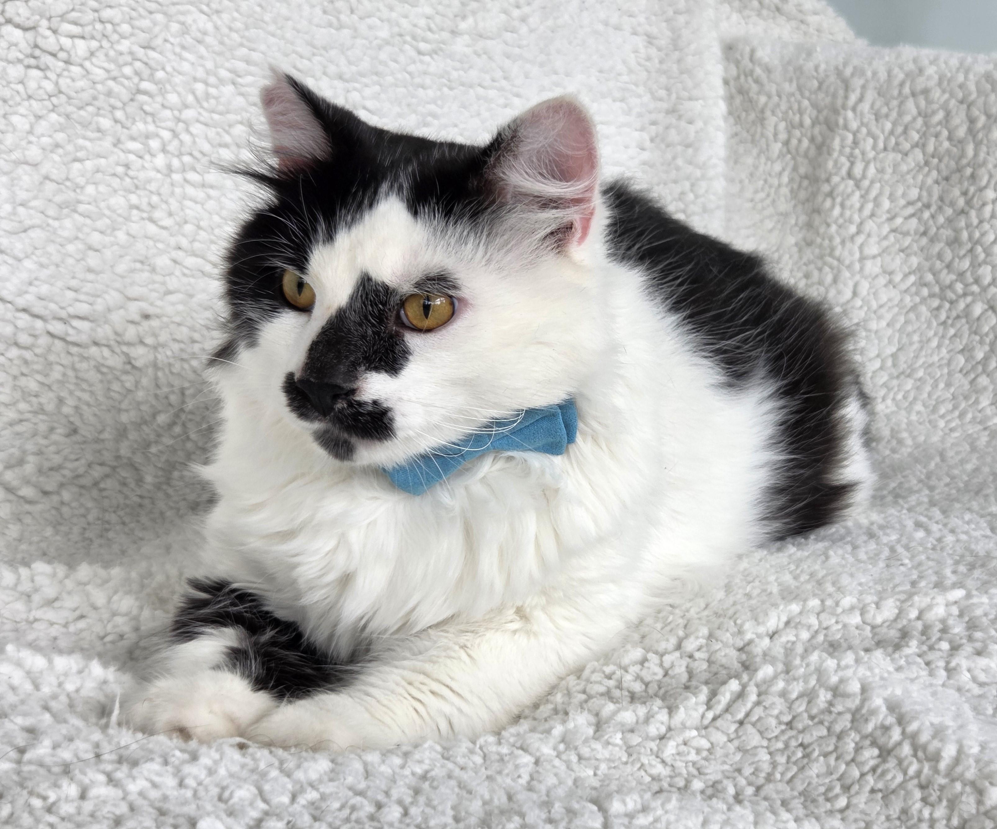 Scruffy, ADOPTABLE, Young Male Domestic Medium Hair.