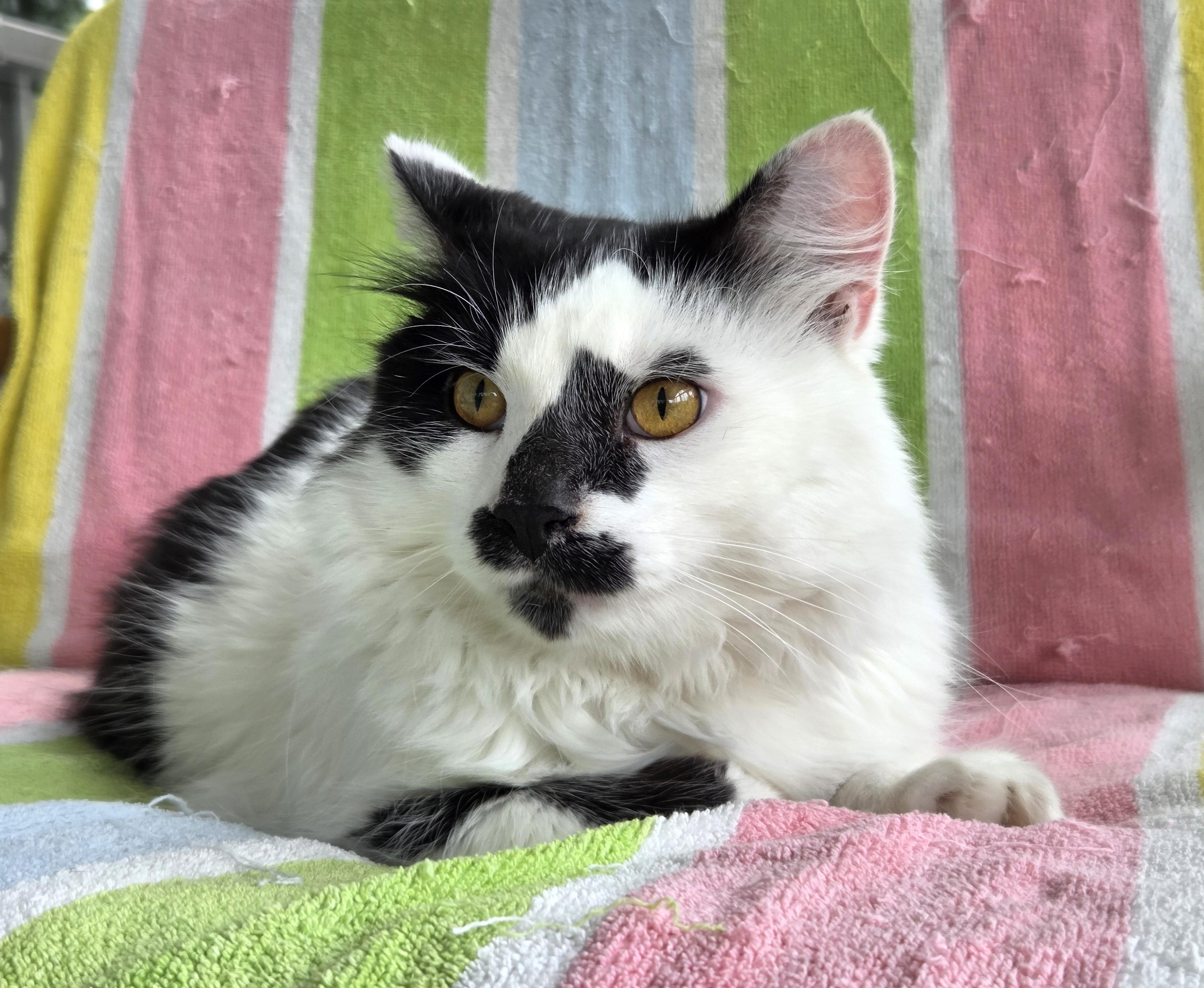 Scruffy, a ADOPTABLE Domestic Medium Hair in Columbus , OH image 2/6