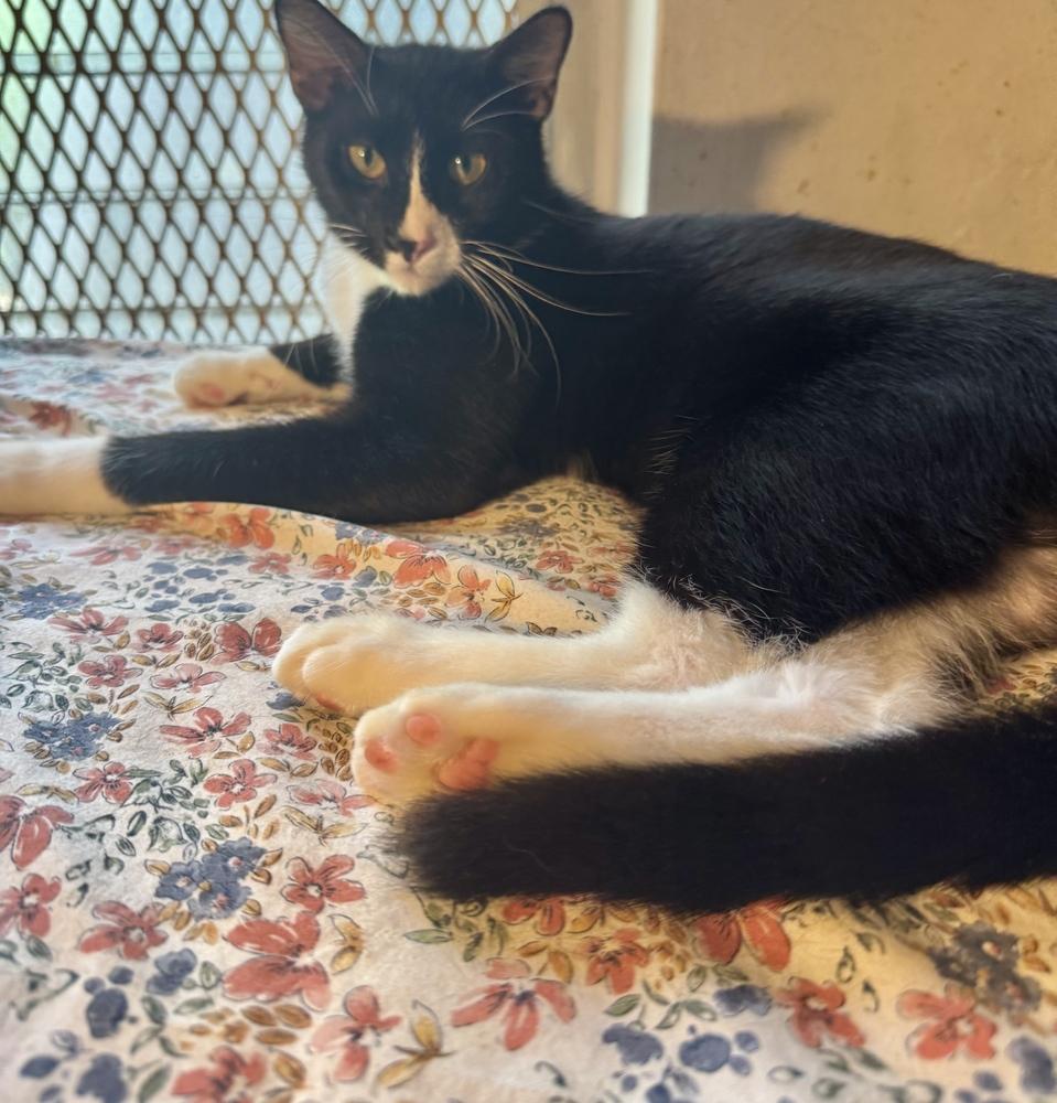 Trucker, Adoptable, Adult Male Domestic Short Hair.