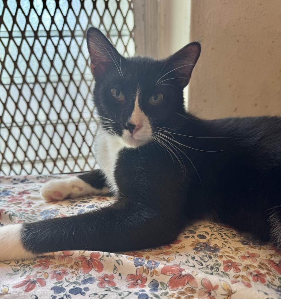 Trucker, a Adoptable Domestic Short Hair in Hudson, NH image 2/3