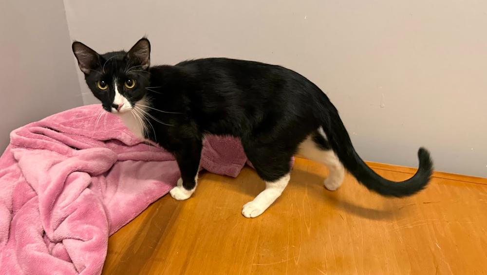 Trucker, a Adoptable Domestic Short Hair in Hudson, NH image 3/3