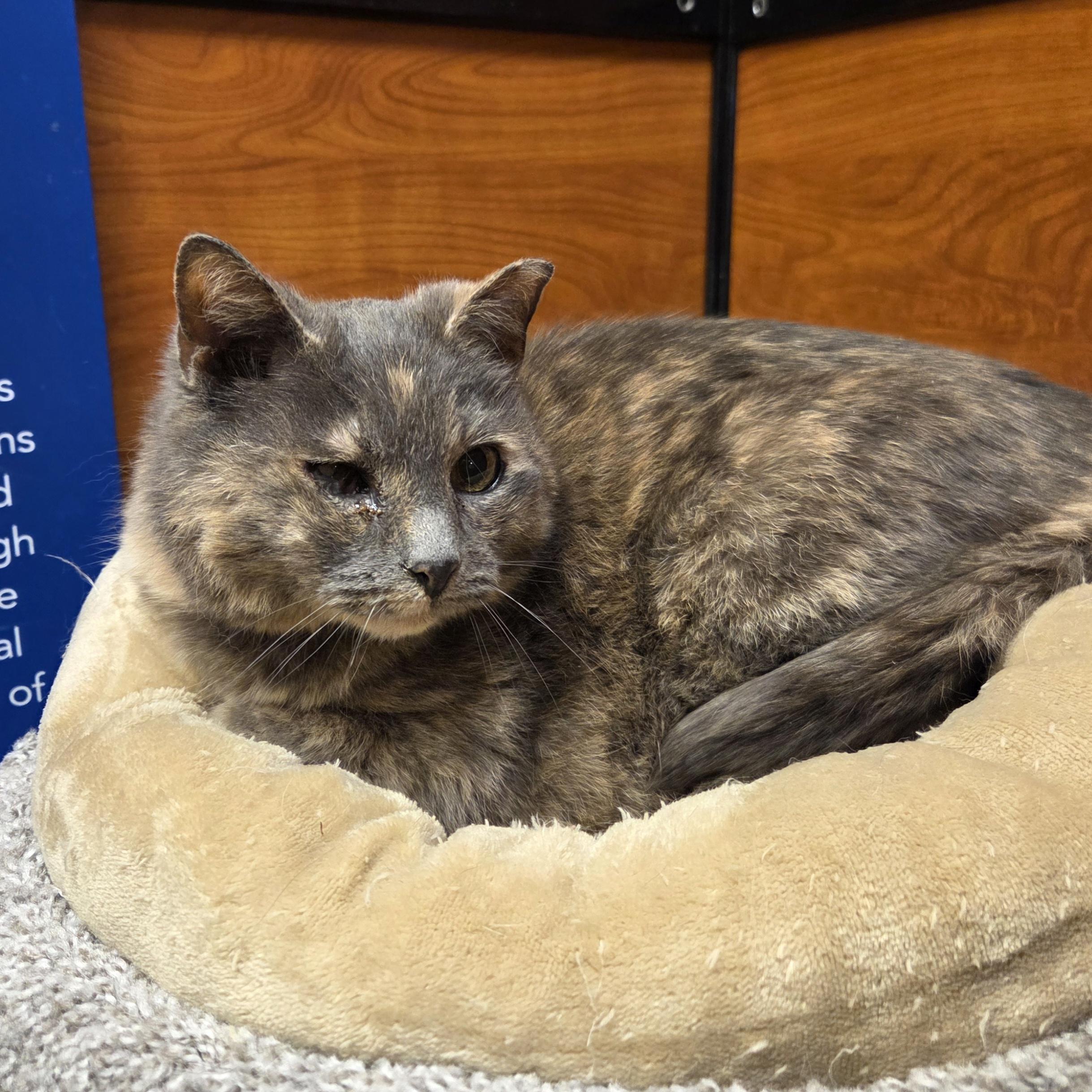 Enlarge Dahlia, a ADOPTABLE mixed breed in Amsterdam, NY image 2/5