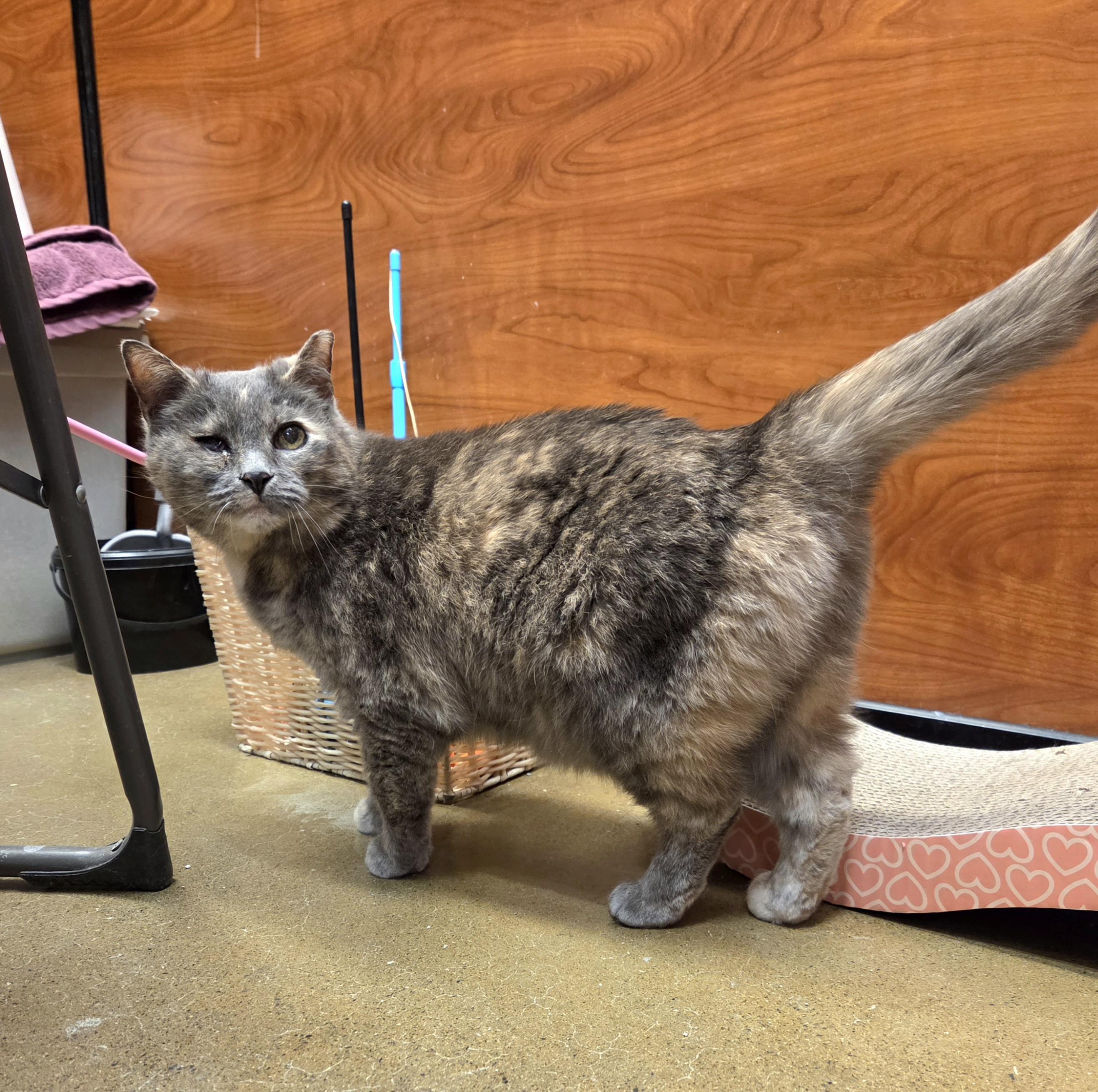 Dahlia, ADOPTABLE, Senior Female Domestic Short Hair.