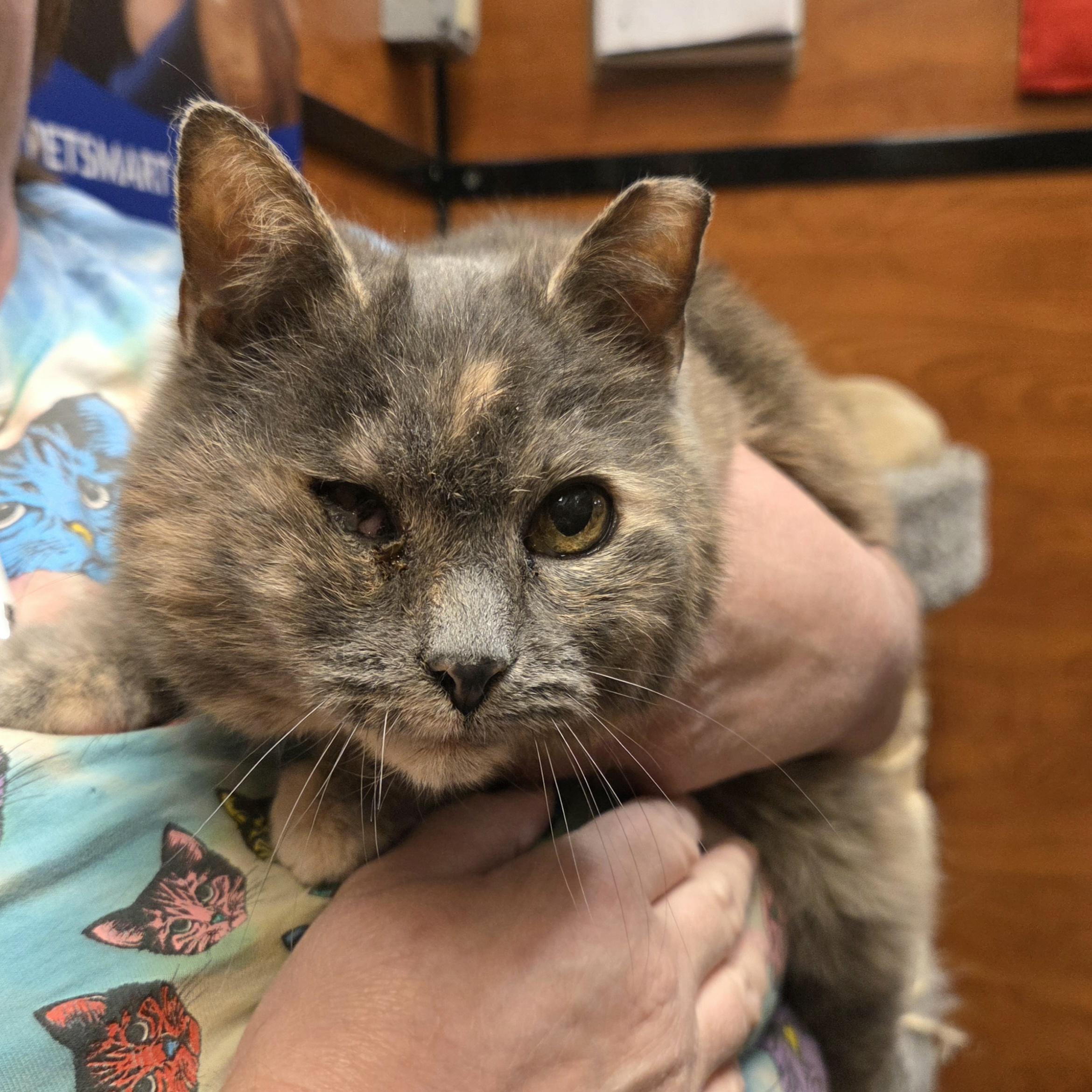 Enlarge Dahlia, a ADOPTABLE mixed breed in Amsterdam, NY image 5/5