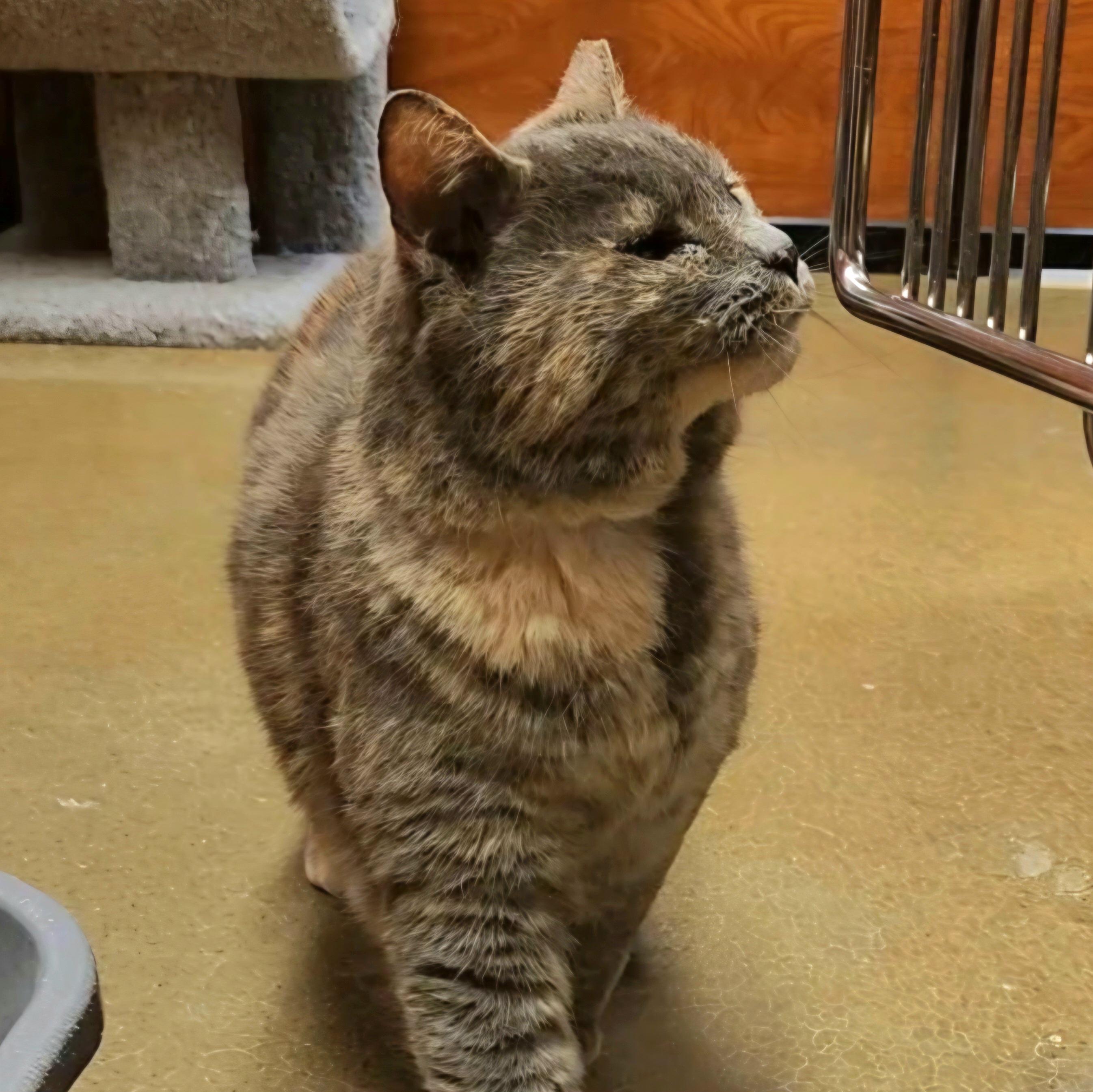 Enlarge Dahlia, a ADOPTABLE mixed breed in Amsterdam, NY image 4/5