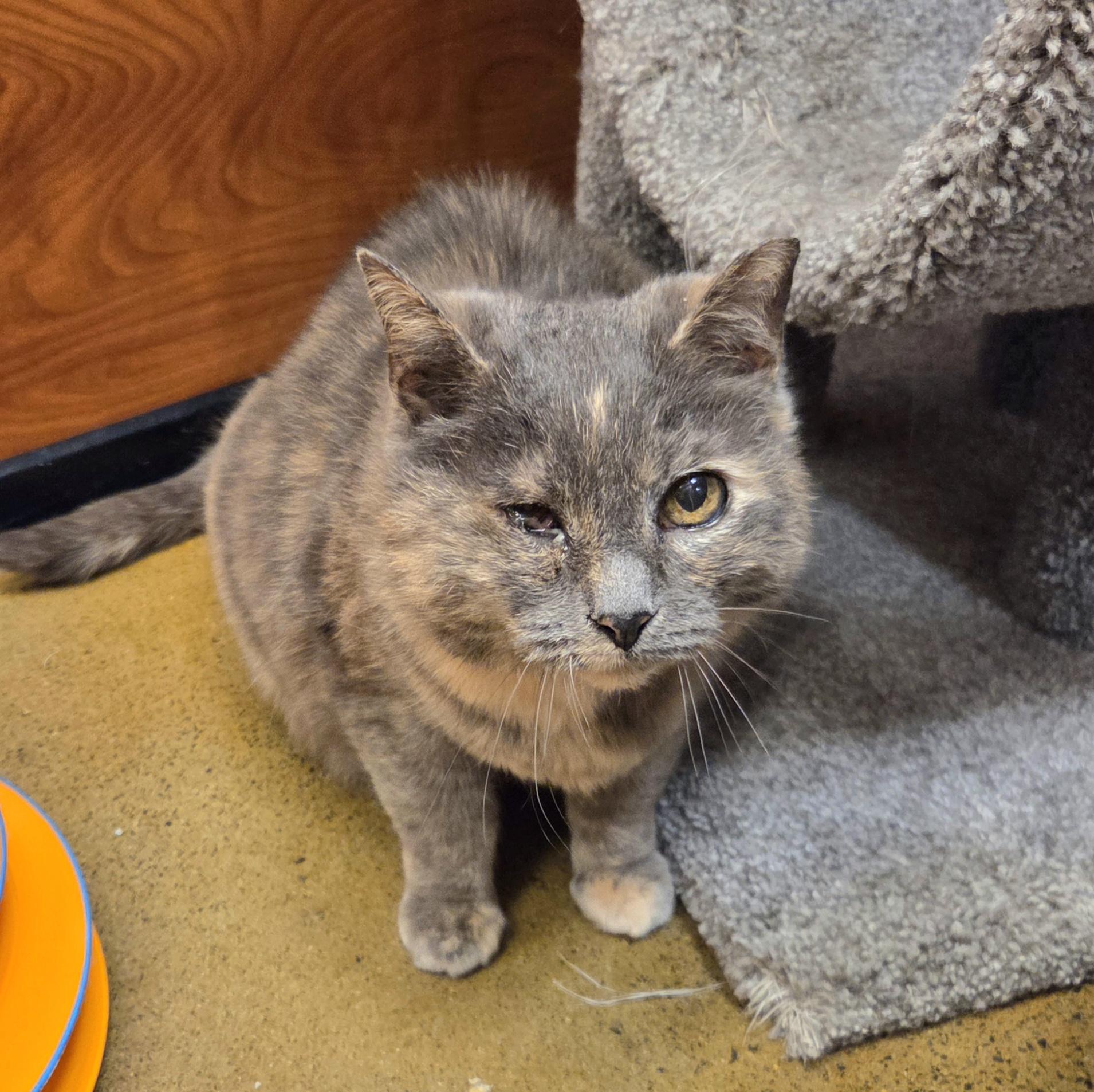Enlarge Dahlia, a ADOPTABLE mixed breed in Amsterdam, NY image 3/5
