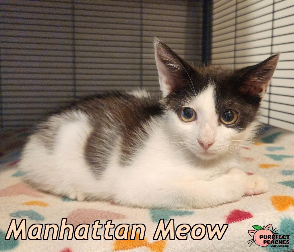 Enlarge Manhattan Meow, a Adoptable mixed breed in Douglasville, GA image 1/1