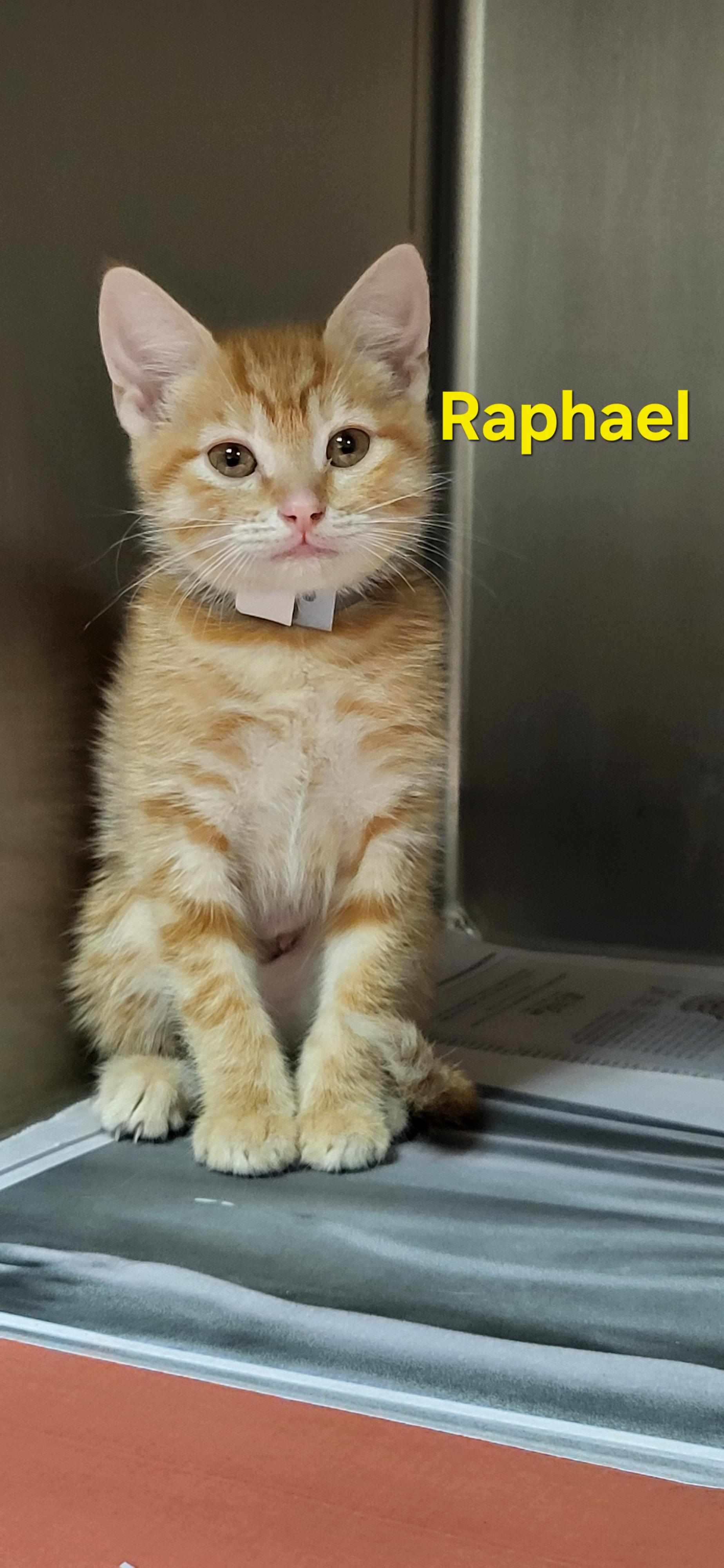 Raphael , ADOPTABLE, Kitten Female Domestic Short Hair.