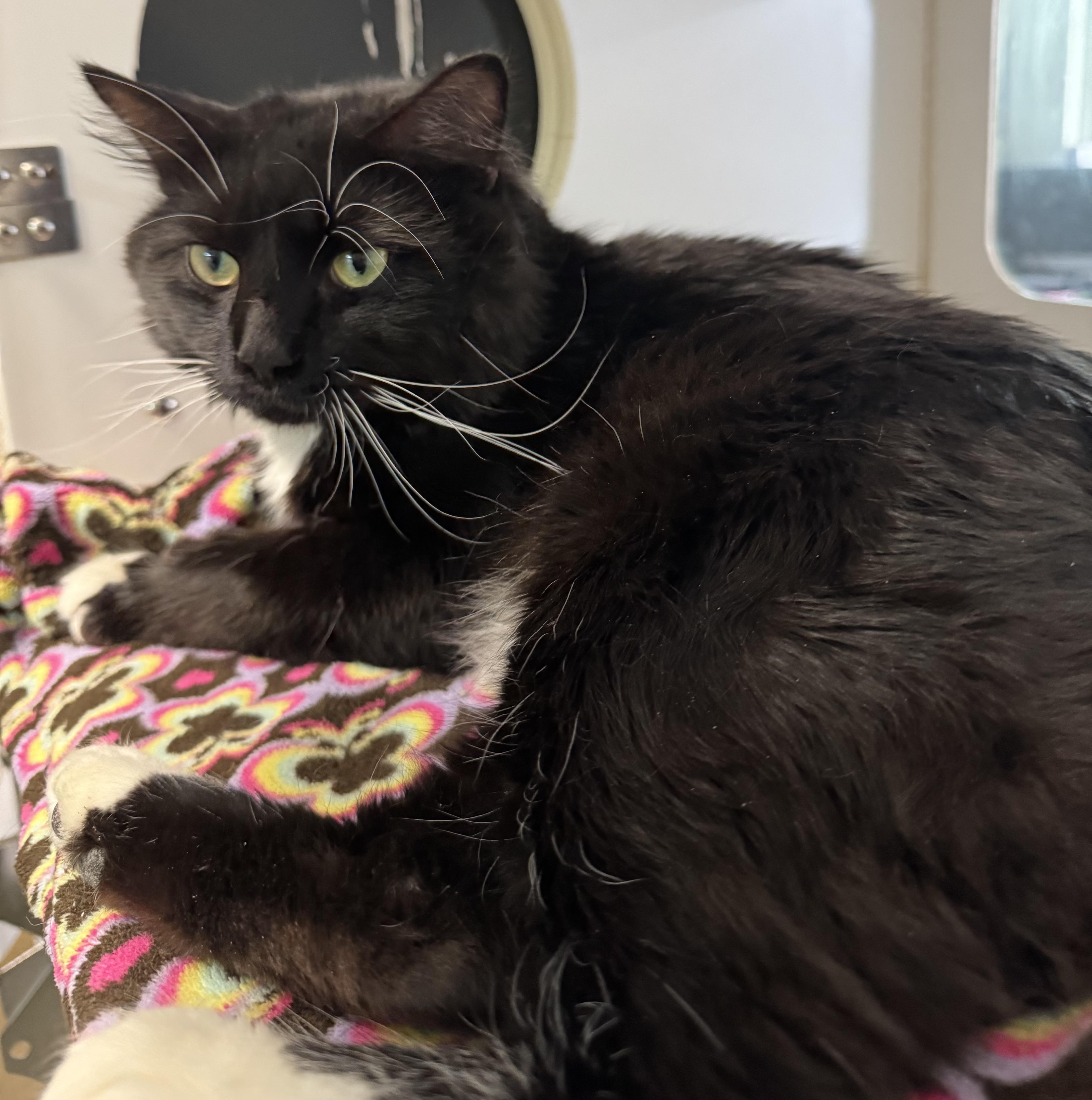 Butch, ADOPTABLE, Adult Male Domestic Medium Hair.