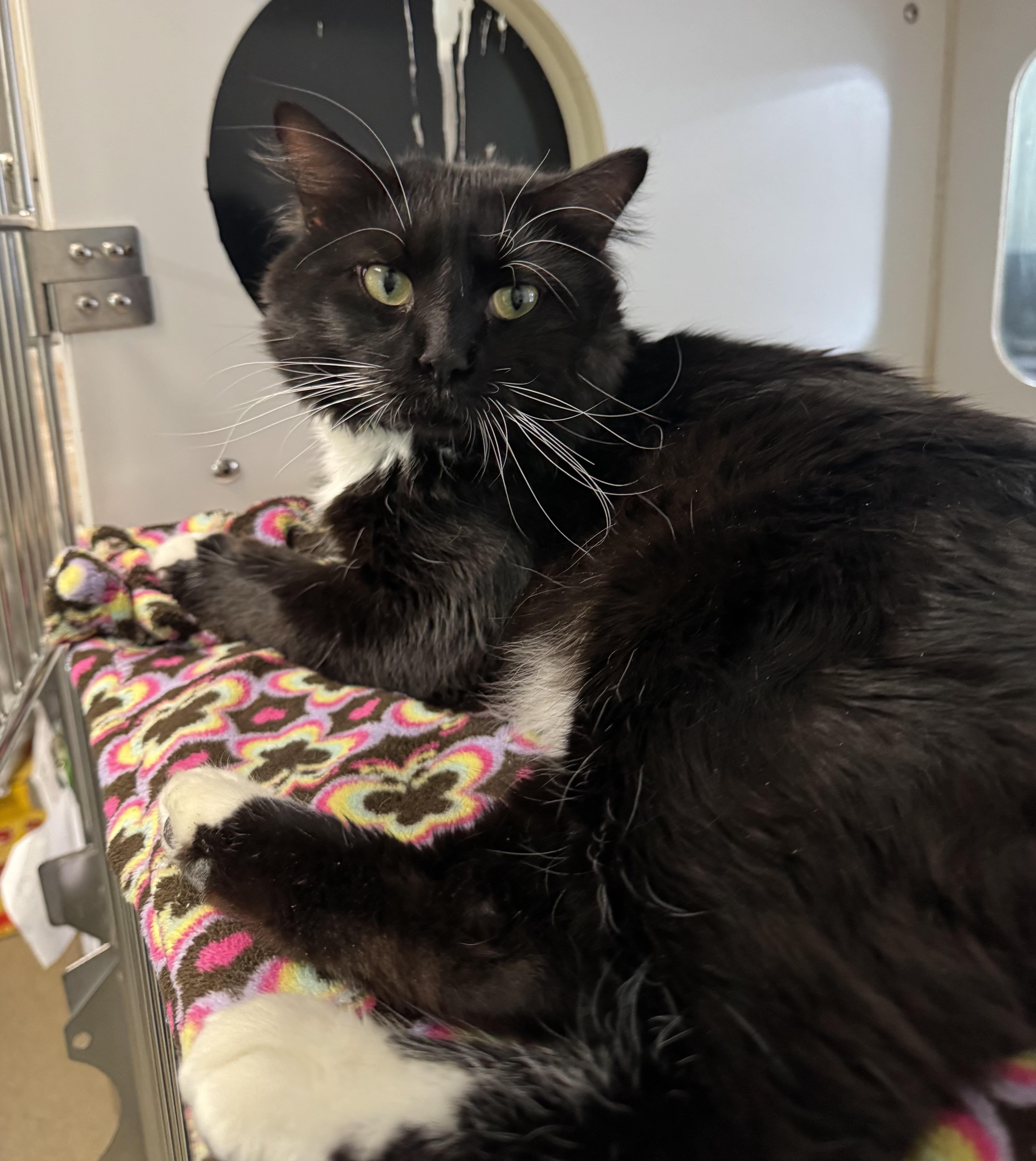 Enlarge Butch, a ADOPTABLE Domestic Medium Hair in Blair, NE image 3/3