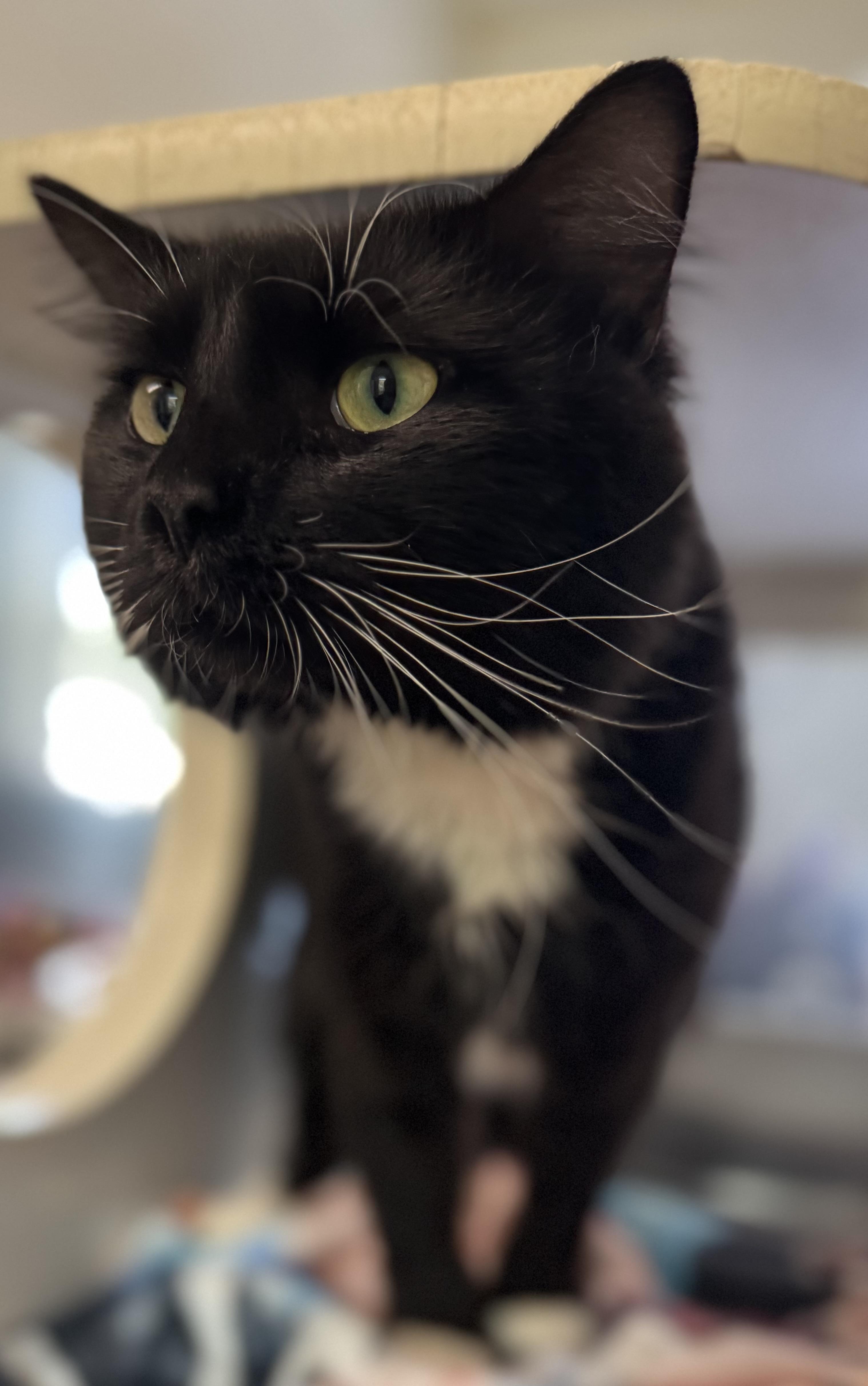 Enlarge Butch, a ADOPTABLE Domestic Medium Hair in Blair, NE image 2/3