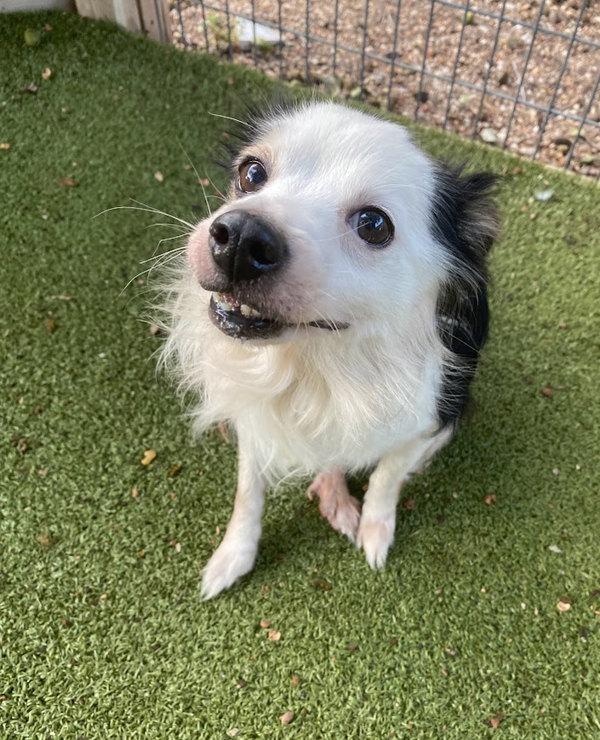 Enlarge Hammy, a Adoptable mixed breed in Austin, TX image 1/2