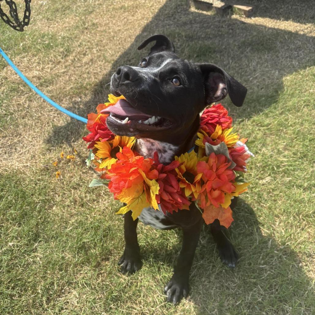 Lady, Adoptable, Young Female Pit Bull Terrier & Mixed Breed.