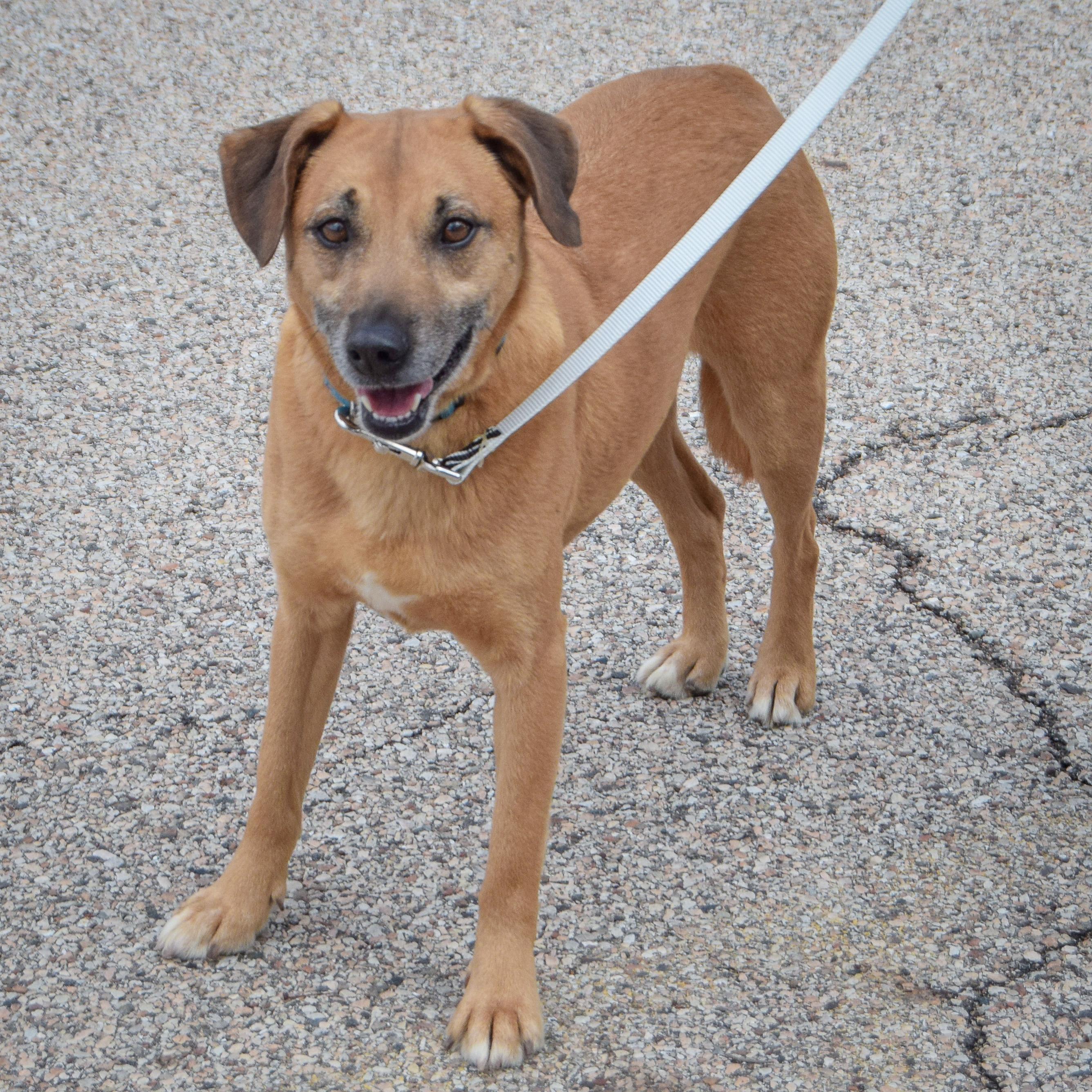 Enlarge Diesel, an adopted mixed breed in Huntley, IL image 2/3