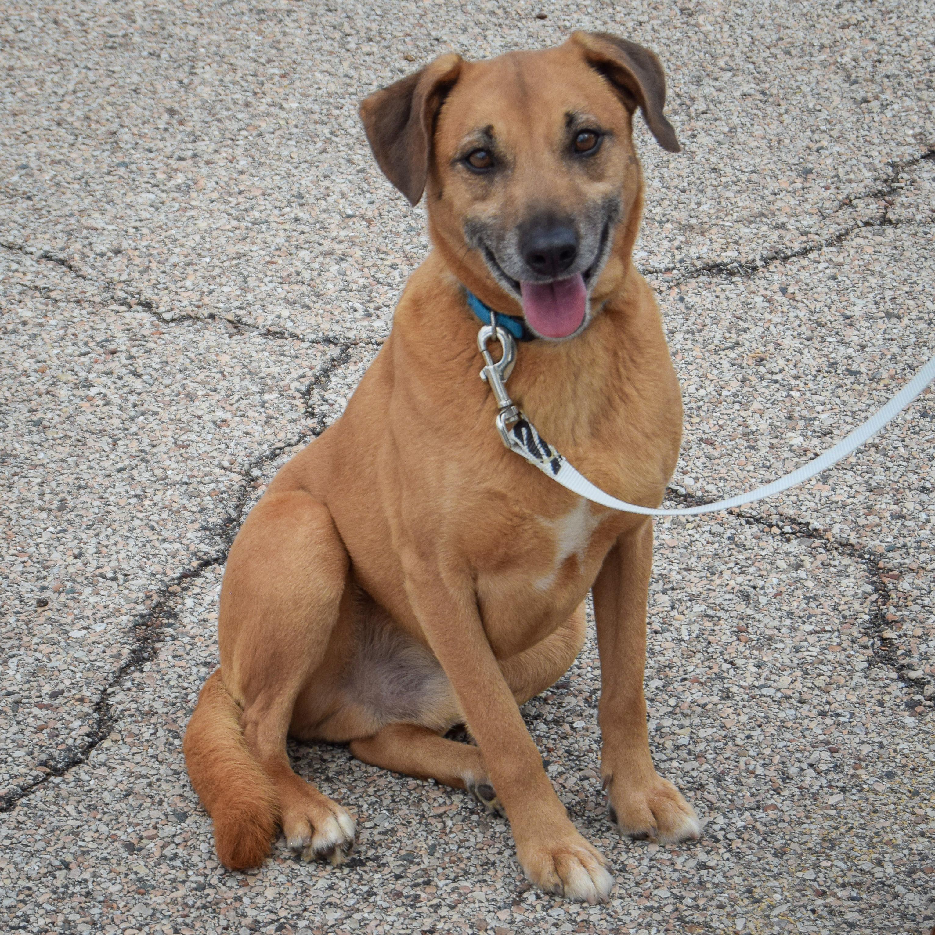 Enlarge Diesel, an adopted mixed breed in Huntley, IL image 3/3
