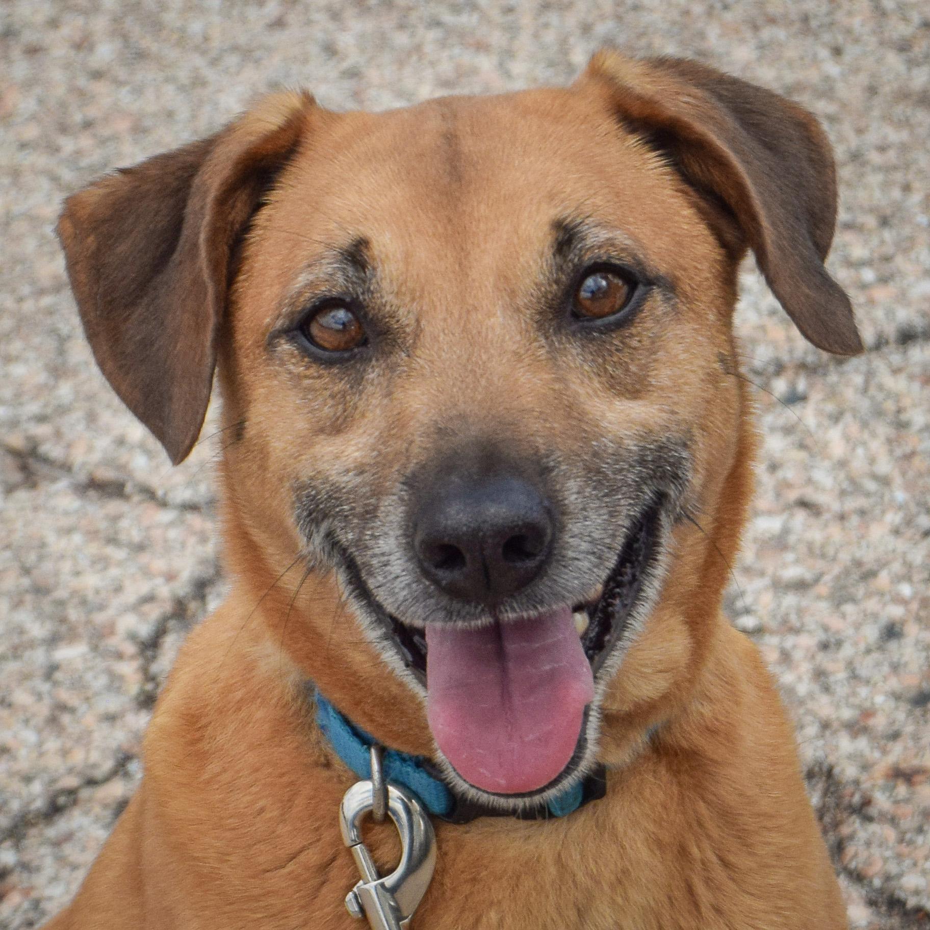 Diesel, adopted, Young Male Black Mouth Cur & Yellow Labrador Retriever.