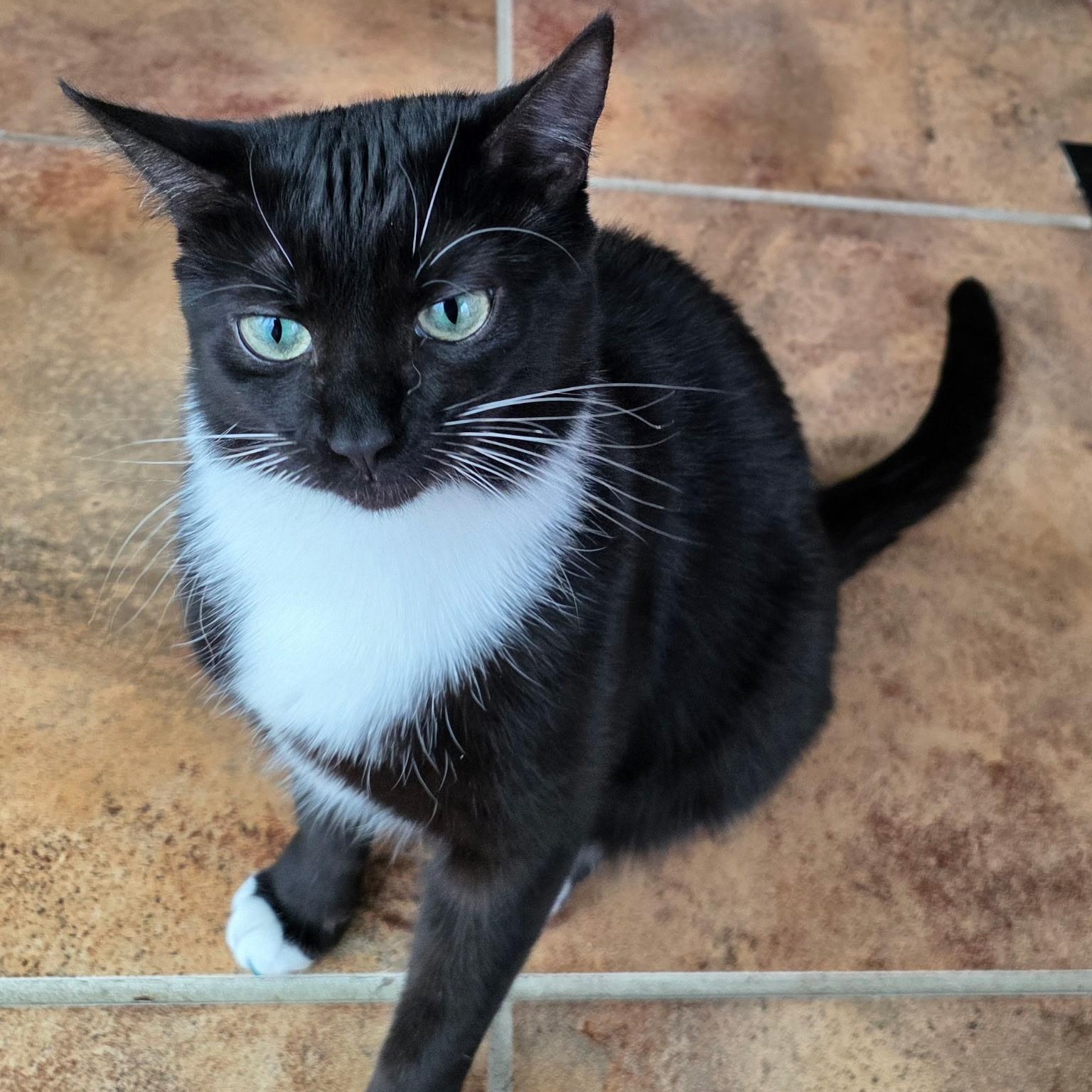 Enlarge March Madness (AKA Bella), an adoptable Domestic Short Hair in Richmond, VA image 4/4