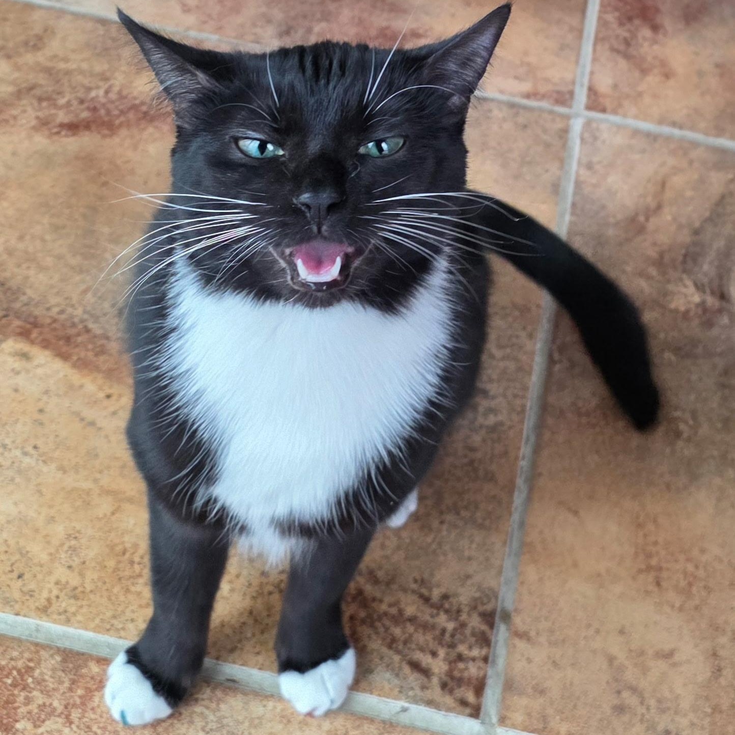 Enlarge March Madness (AKA Bella), an adoptable Domestic Short Hair in Richmond, VA image 3/4