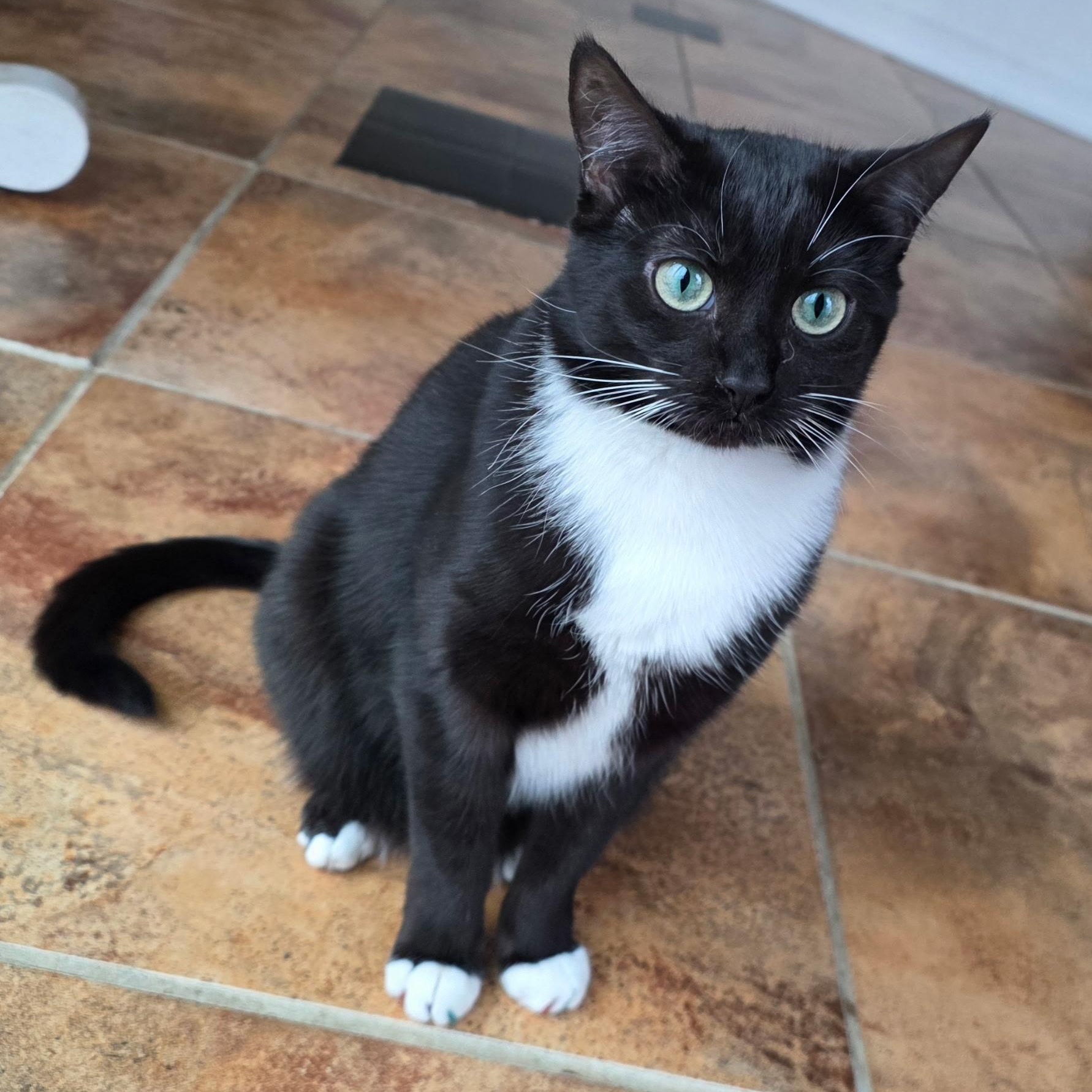 Enlarge March Madness (AKA Bella), an adoptable Domestic Short Hair in Richmond, VA image 1/4