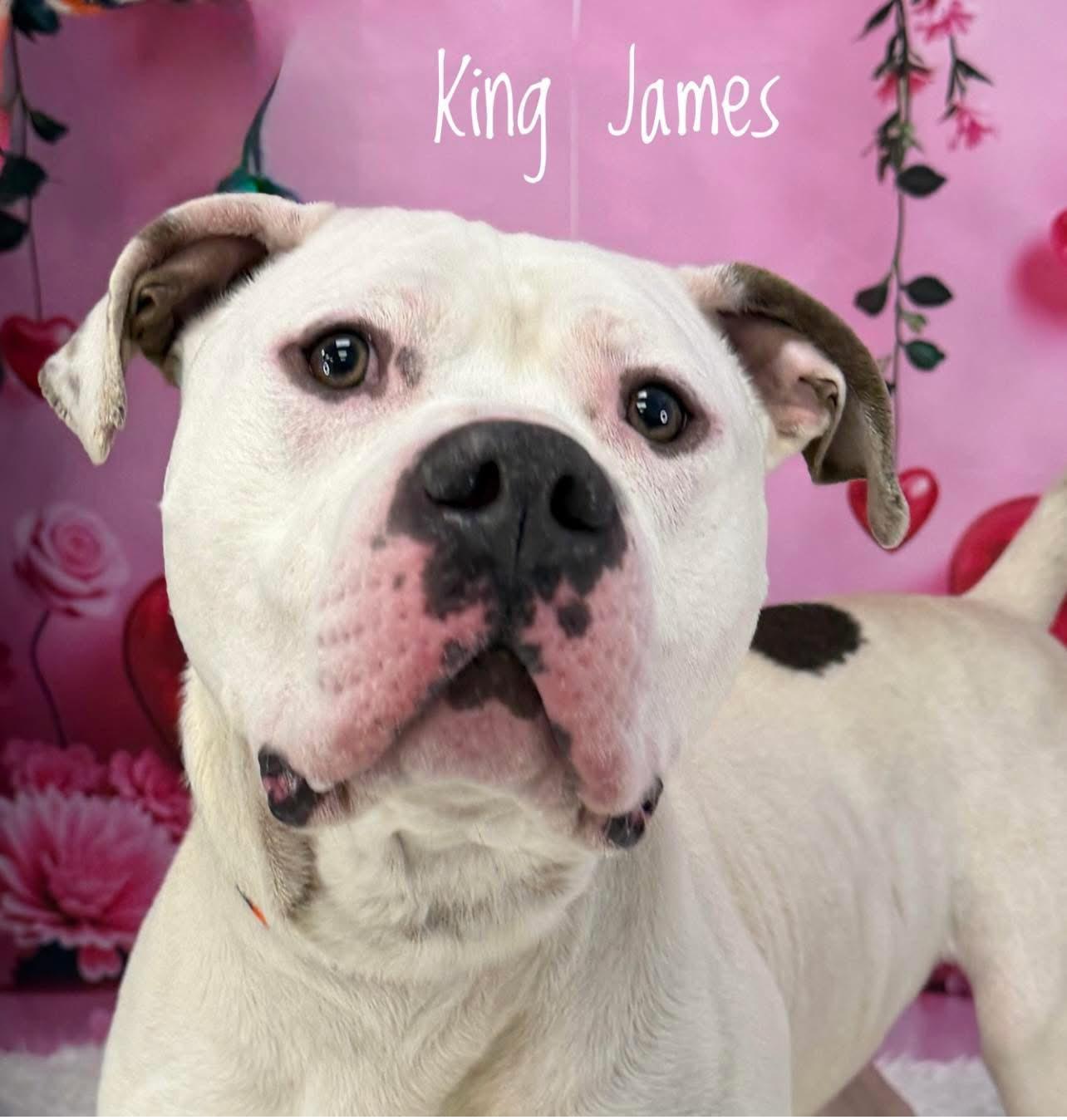 King James, ADOPTABLE, Adult Male Mixed Breed.
