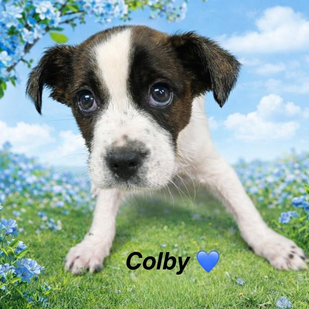 Enlarge Colby, an adopted Mixed Breed in Rock Hill, NY image 1/1