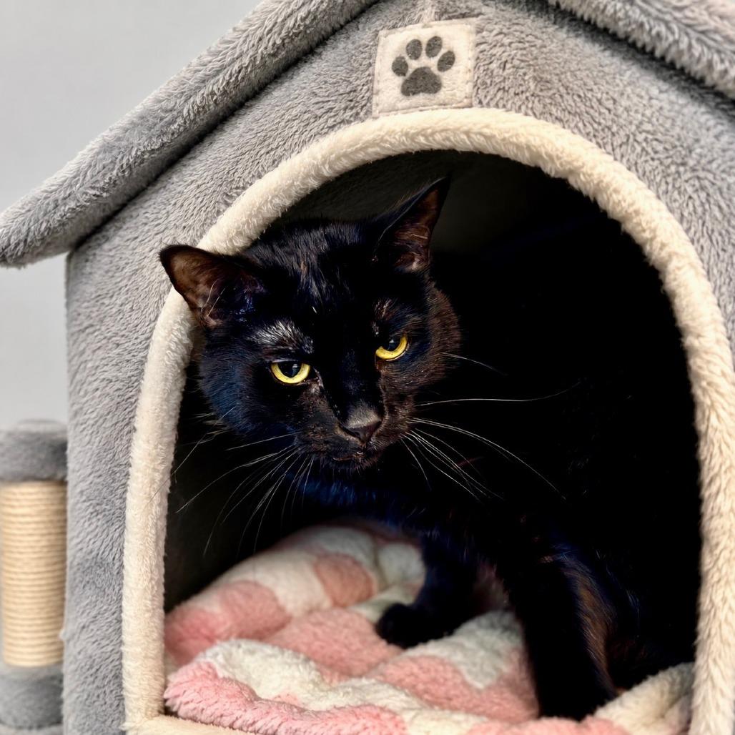 Purrcie, Adoptable, Senior Female Domestic Short Hair.